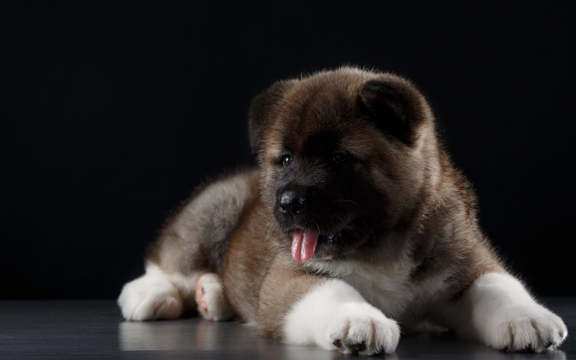 Обои собака, щенок, язык, американская акита, акита, dog, puppy, language, american akita, akita разрешение 2880x1800 Загрузить