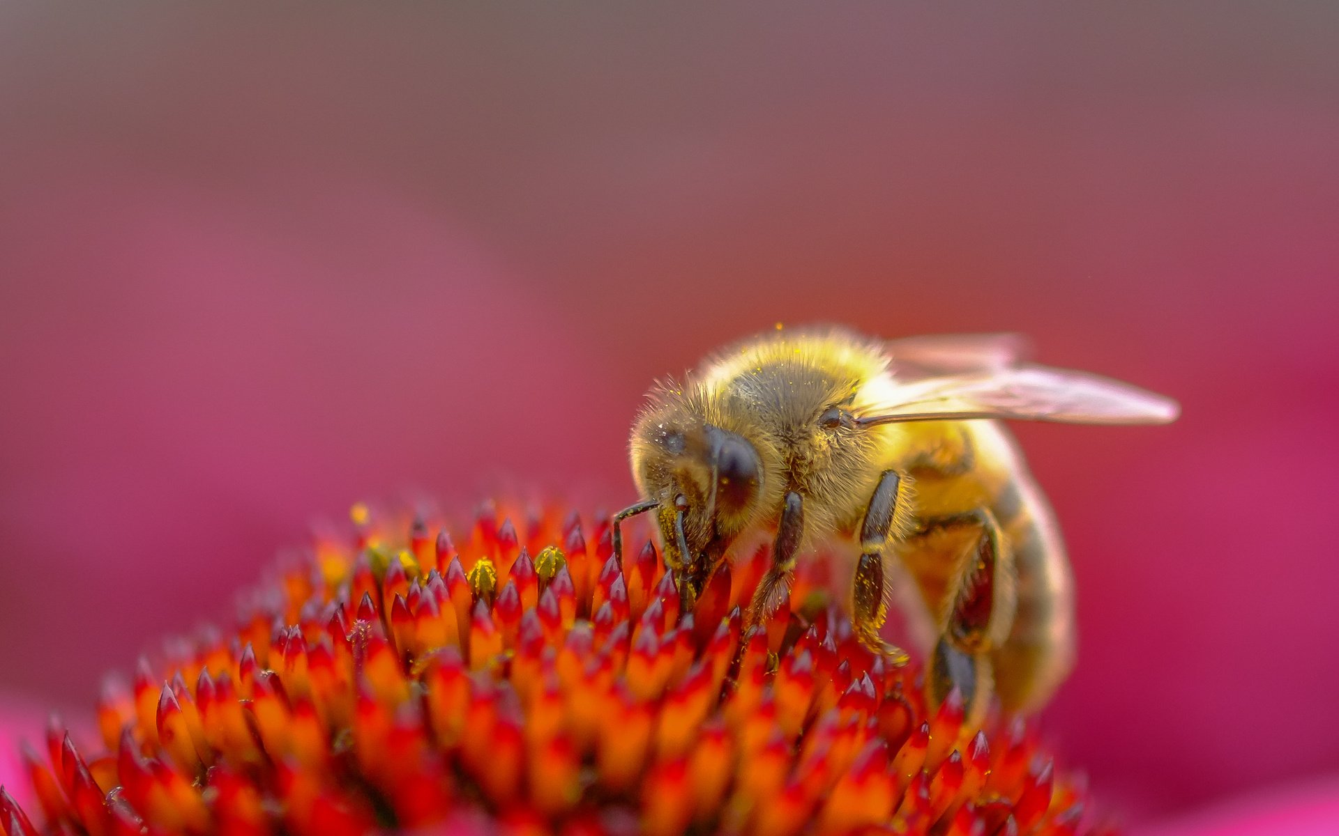 Обои насекомое, цветок, пчела, пыльца, эхинацея, insect, flower, bee, pollen, echinacea разрешение 2955x1741 Загрузить