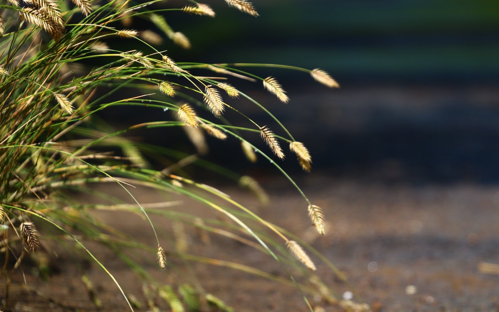 Обои трава, природа, фон, колоски, травка, grass, nature, background, spikelets, weed разрешение 1920x1280 Загрузить