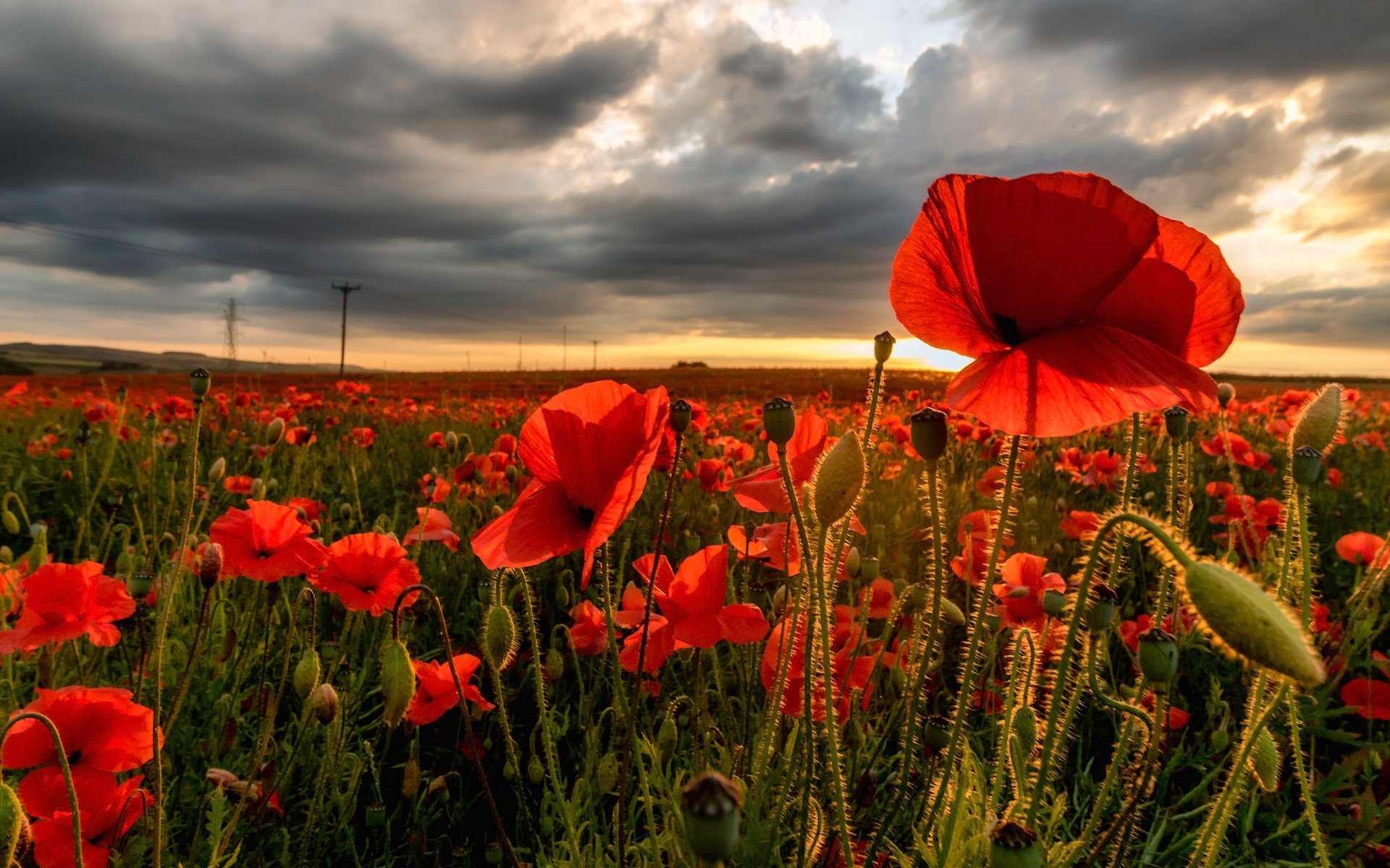 Обои цветы, бутоны, тучи, поле, лепестки, красные, маки, flowers, buds, clouds, field, petals, red, maki разрешение 2048x1365 Загрузить