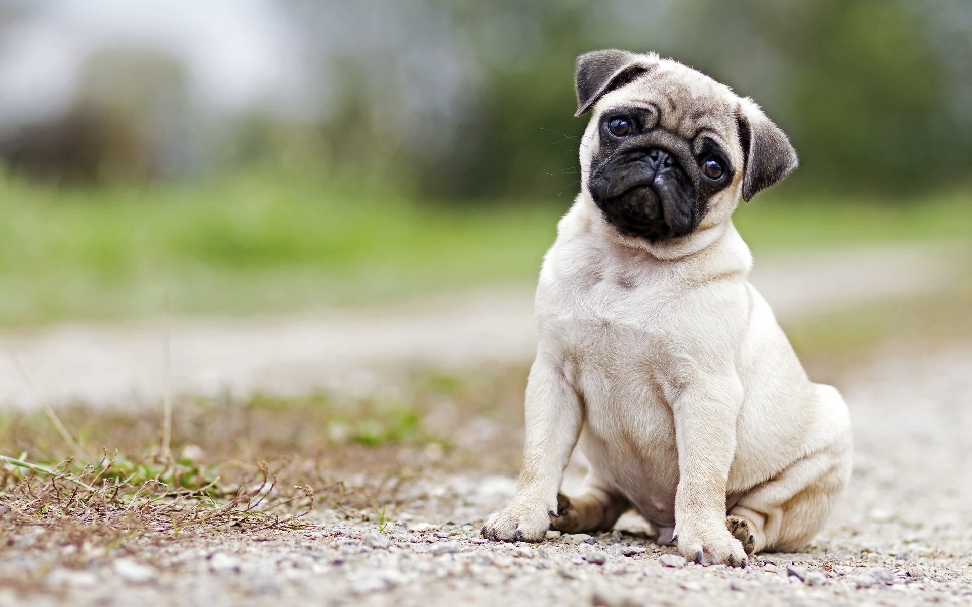 Обои мордочка, взгляд, собака, щенок, мопс, muzzle, look, dog, puppy, pug разрешение 3840x2400 Загрузить