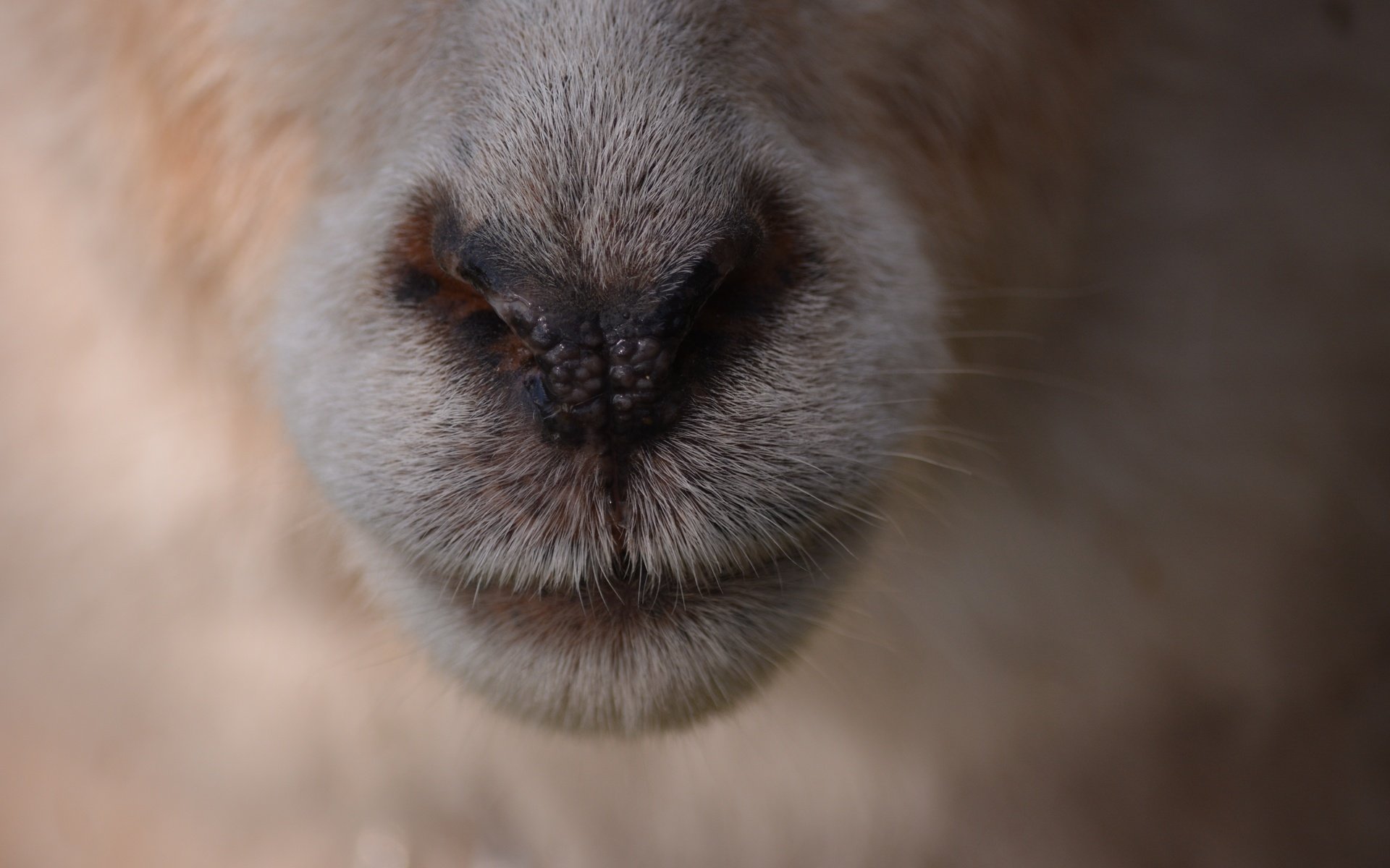 Обои шерсть, нос, овечка, крупным планом, овца, wool, nose, sheep, closeup разрешение 6000x4000 Загрузить