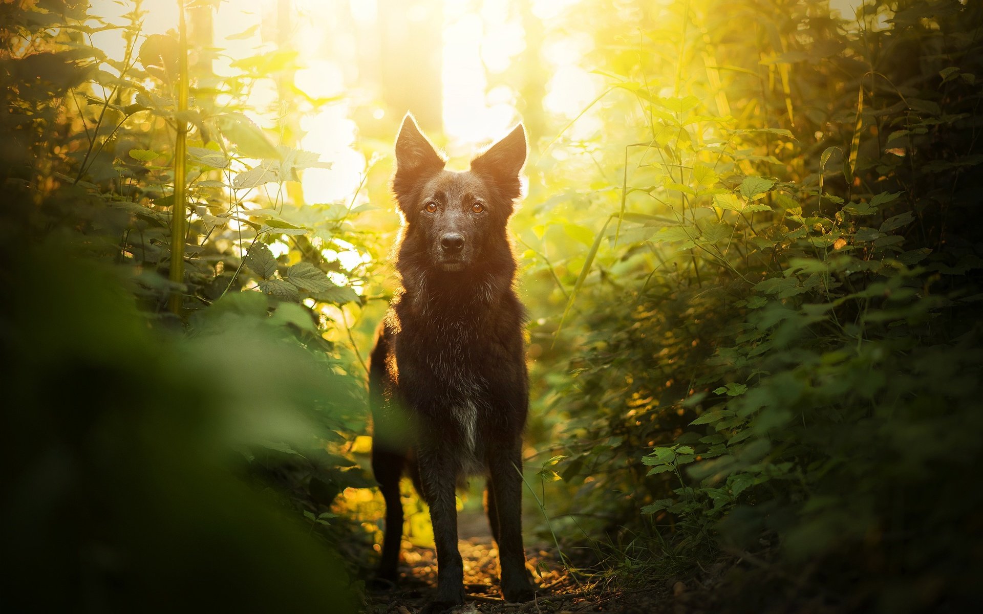 Обои зелень, мордочка, взгляд, собака, боке, элина, greens, muzzle, look, dog, bokeh, elina разрешение 2048x1367 Загрузить