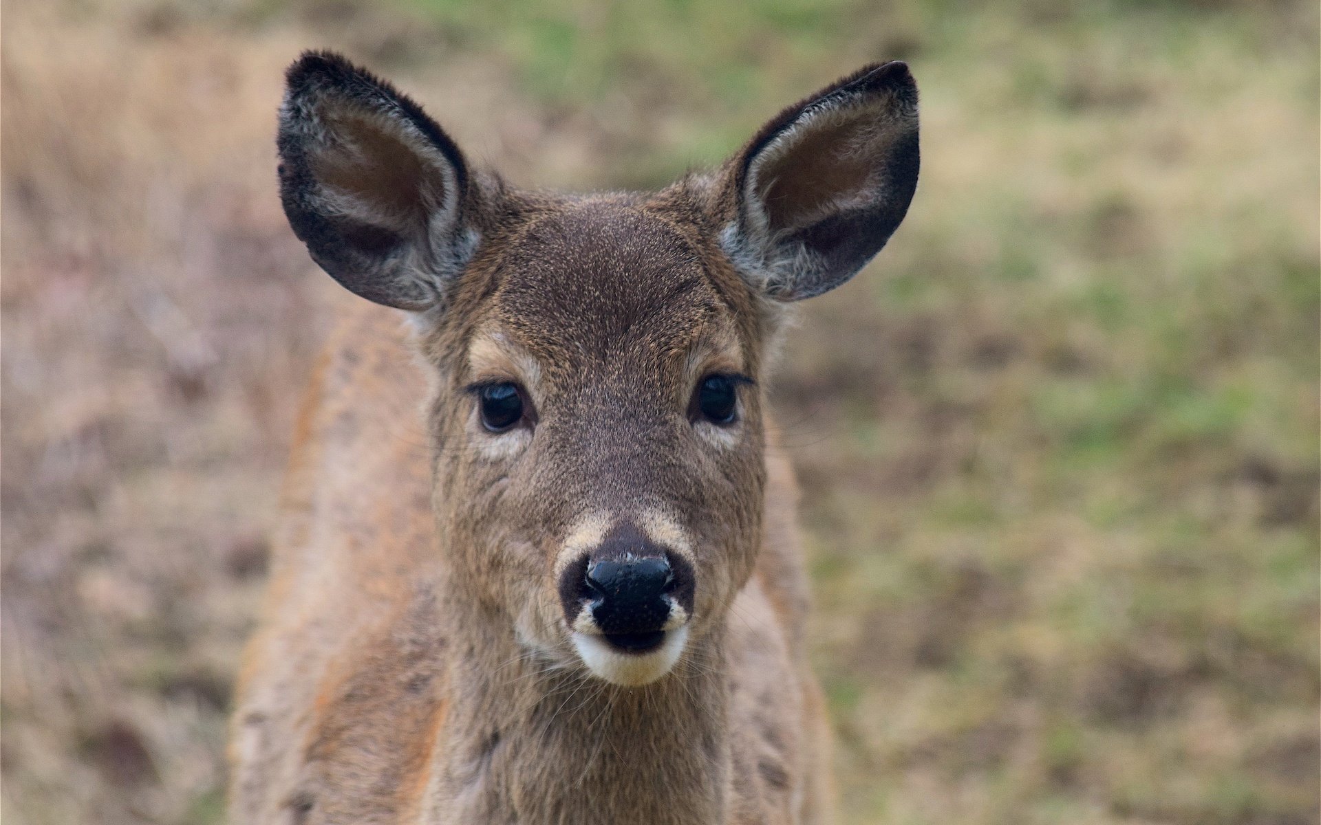 Обои морда, олень, взгляд, уши, face, deer, look, ears разрешение 4496x3000 Загрузить