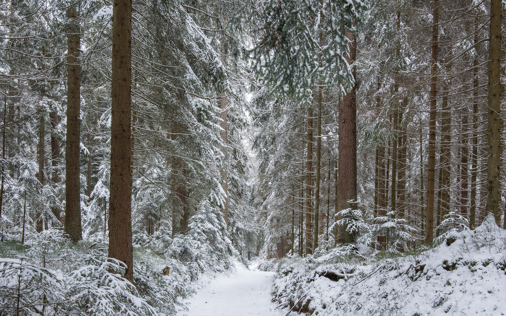 Обои деревья, guido de kleijn, река, снег, природа, лес, зима, стволы, тропинка, trees, river, snow, nature, forest, winter, trunks, path разрешение 3840x2400 Загрузить