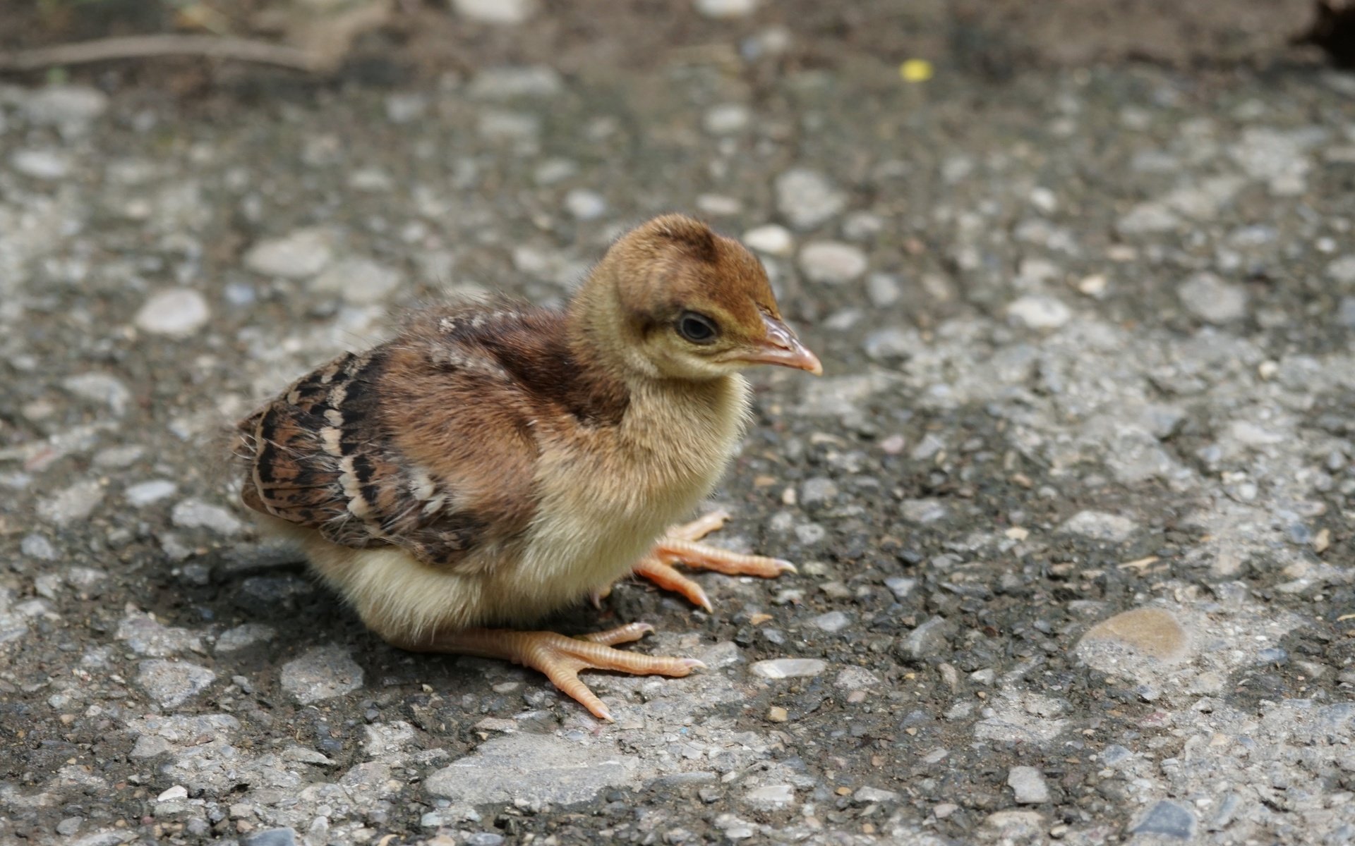 Обои птенец, chick разрешение 6000x4000 Загрузить