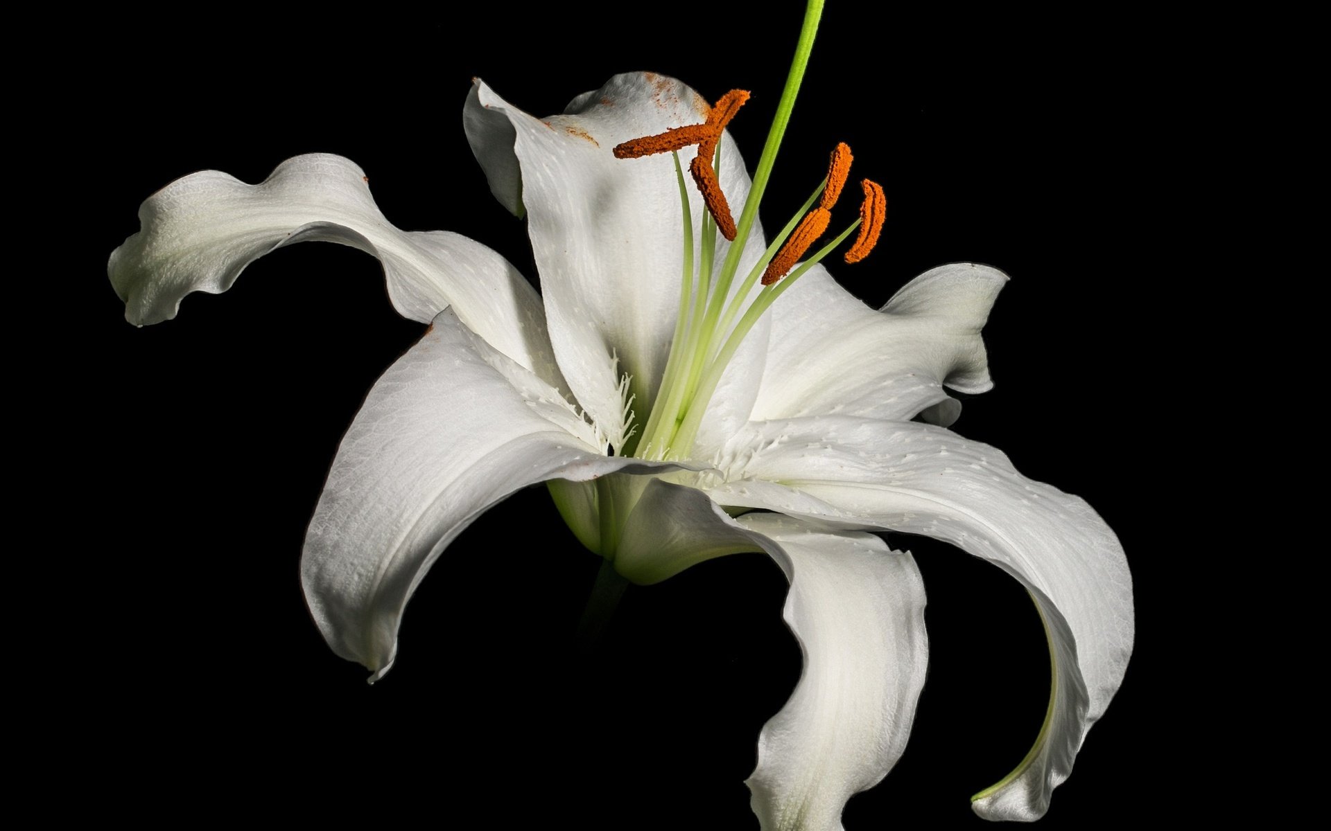 Обои макро, фон, лепестки, тычинки, лилия, черный фон, белая, macro, background, petals, stamens, lily, black background, white разрешение 2048x1449 Загрузить