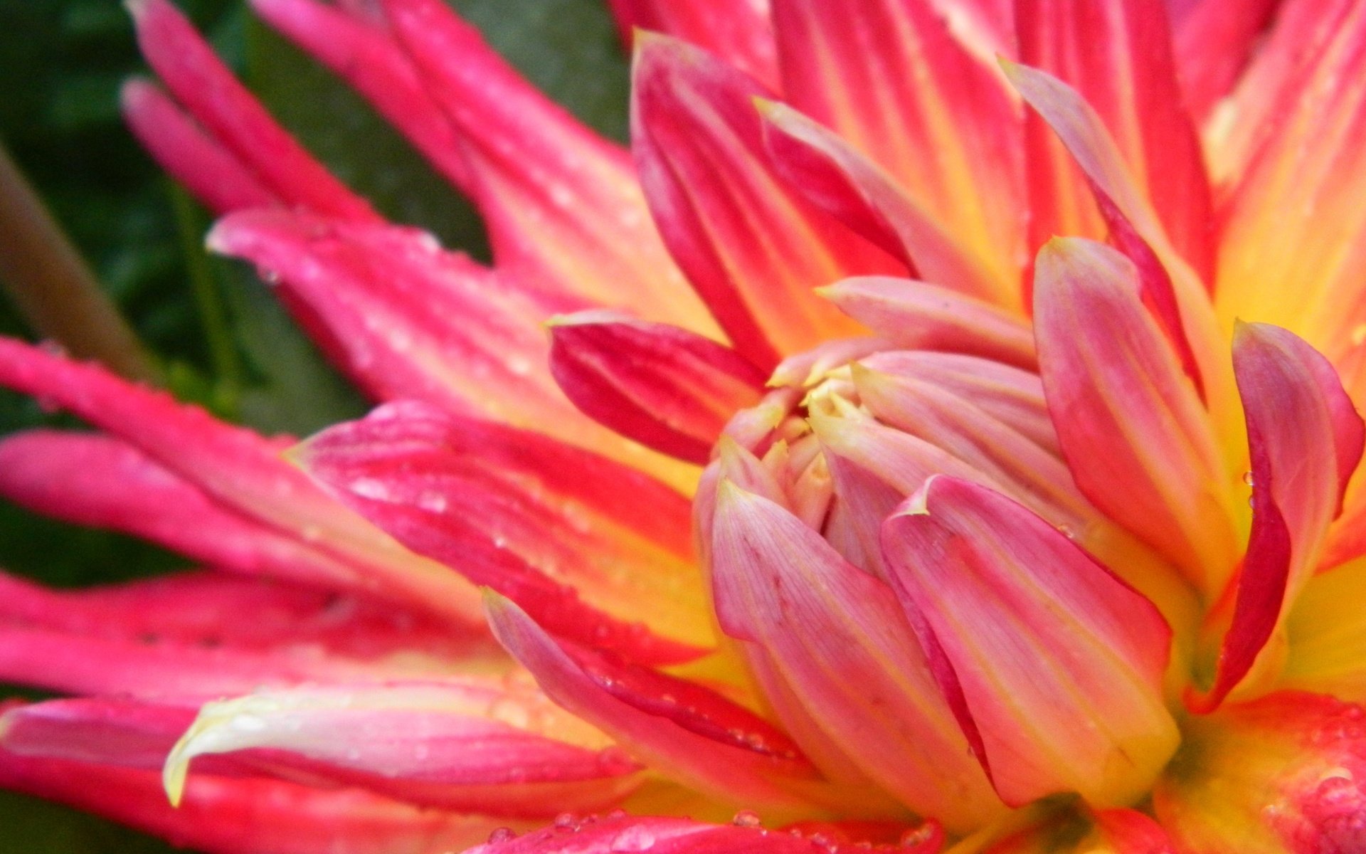 Обои макро, цветок, капли, лепестки, георгин, крупным планом, macro, flower, drops, petals, dahlia, closeup разрешение 4320x3240 Загрузить