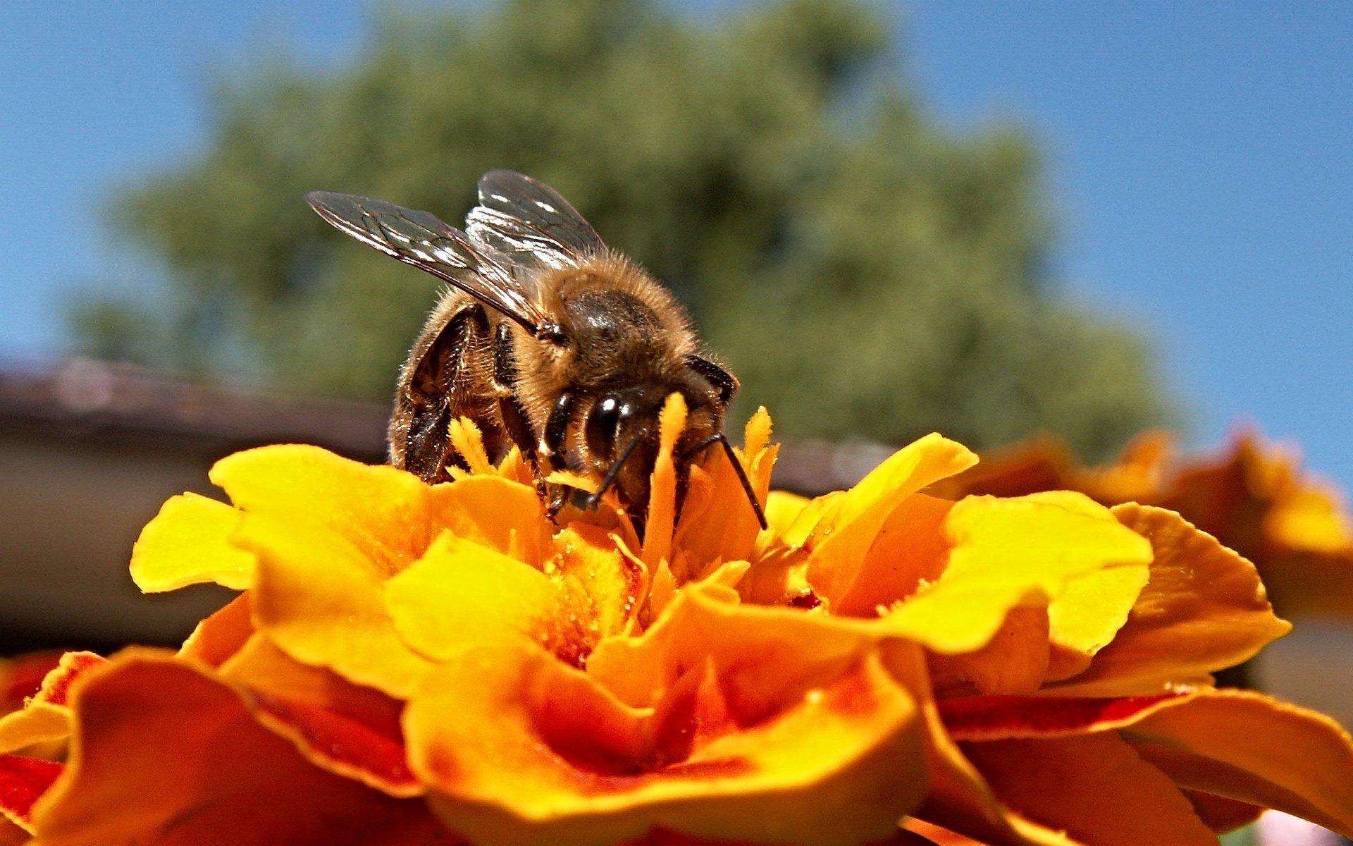 Обои небо, дерево, насекомое, цветок, пчела, the sky, tree, insect, flower, bee разрешение 2272x1704 Загрузить