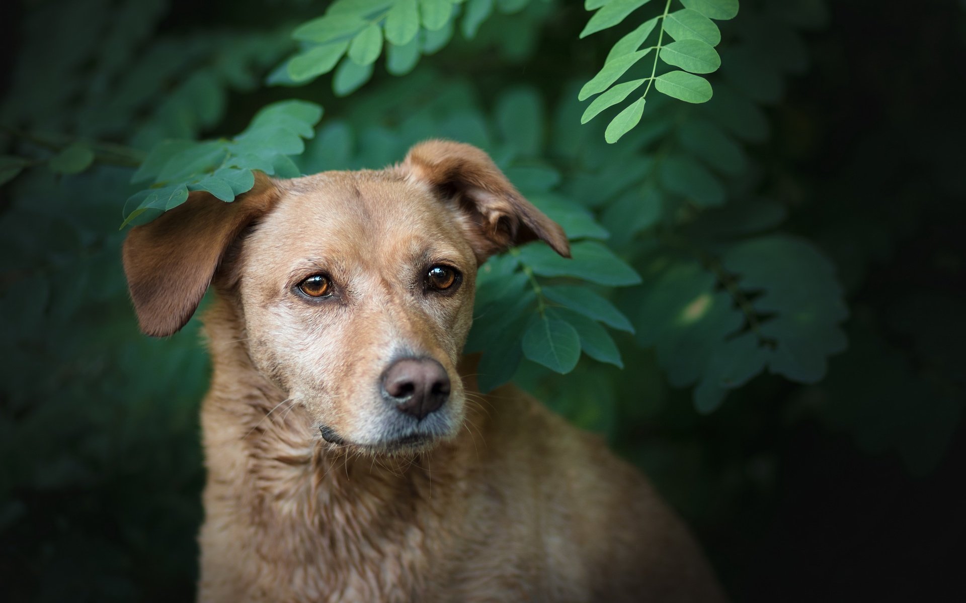 Обои природа, зелень, ветки, собака, друг, лабрадор, боке, nature, greens, branches, dog, each, labrador, bokeh разрешение 2560x1564 Загрузить