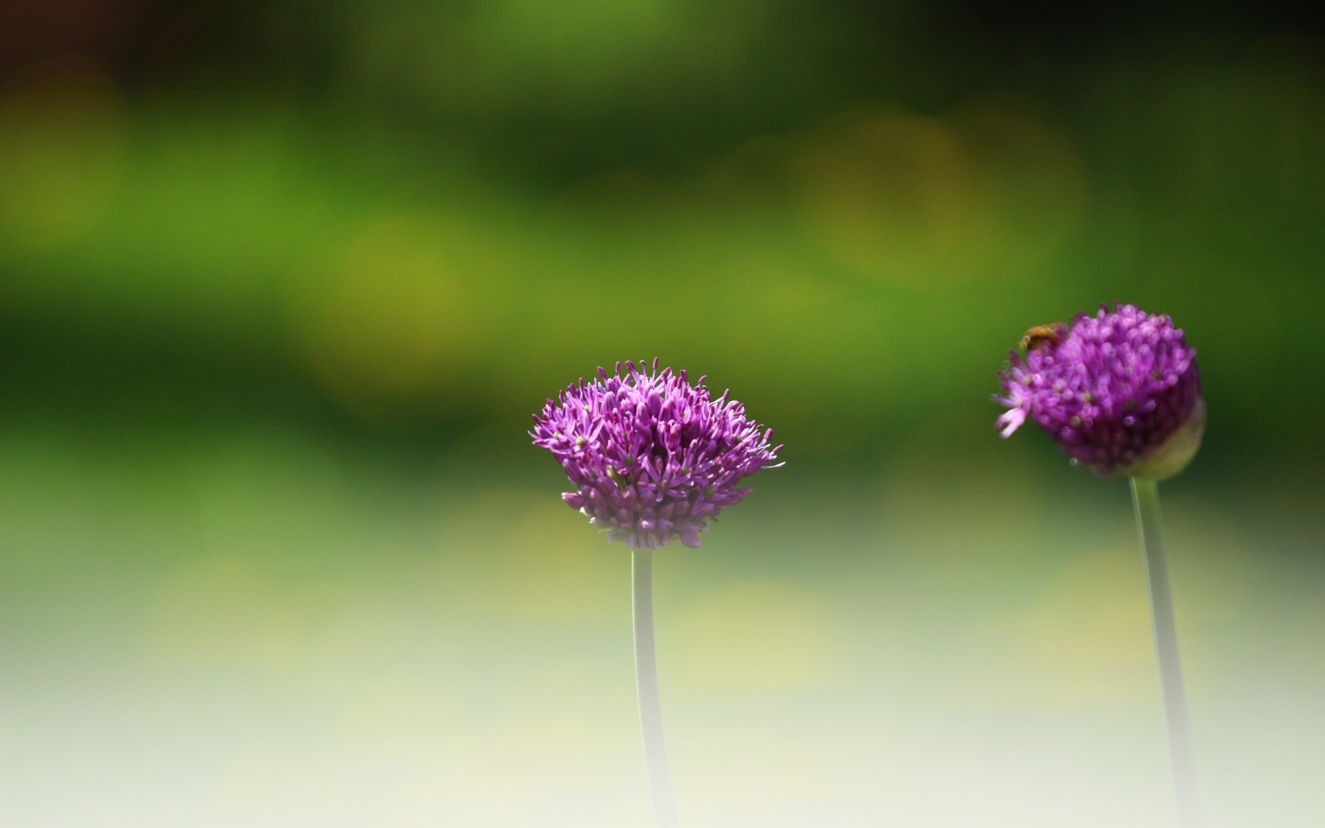 Обои цветы, зелень, насекомое, фон, размытость, декоративный лук, аллиум, flowers, greens, insect, background, blur, decorative bow, allium разрешение 1920x1280 Загрузить