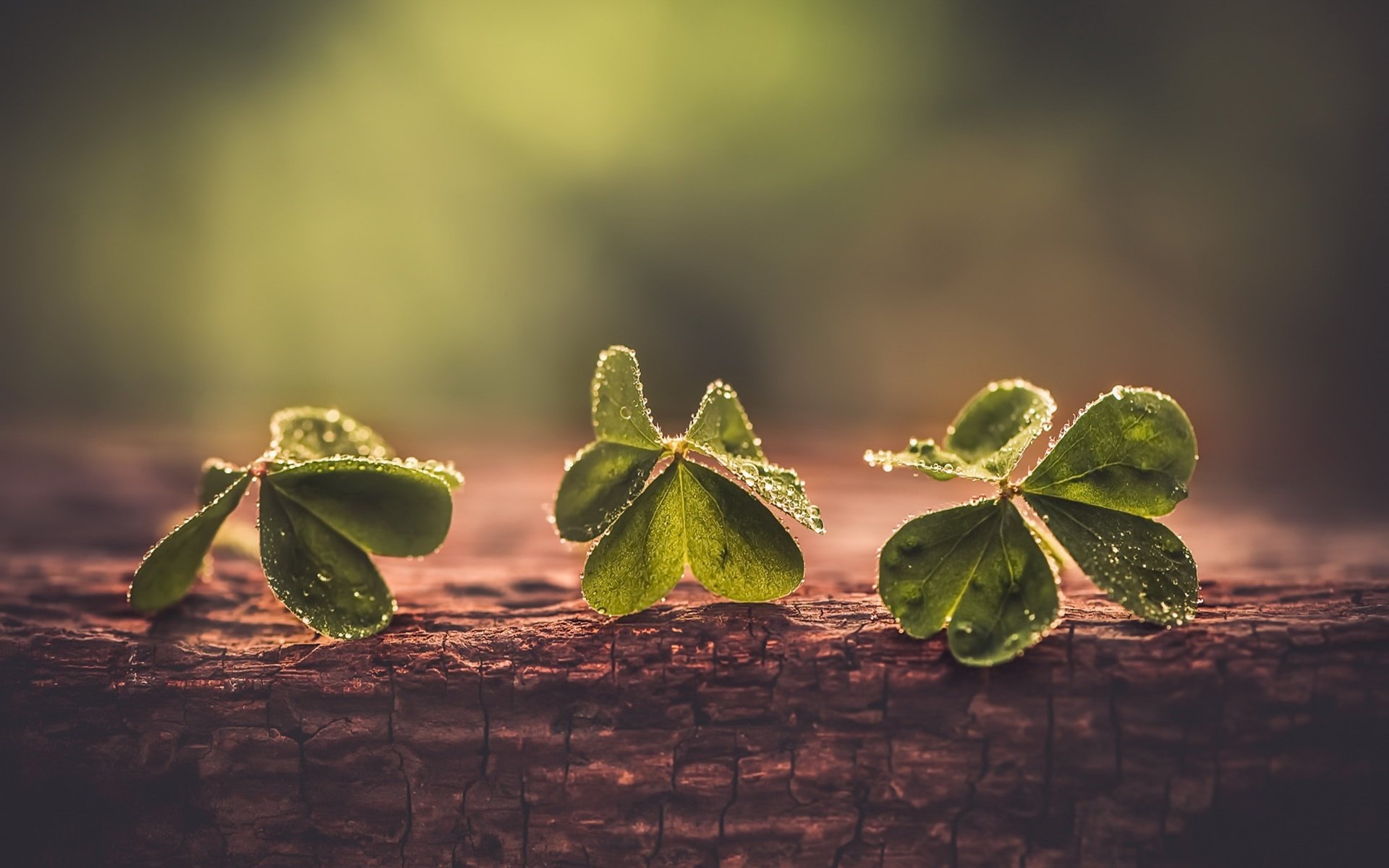 Обои клевер, макро, фон, капли, листики, clover, macro, background, drops, leaves разрешение 1920x1282 Загрузить