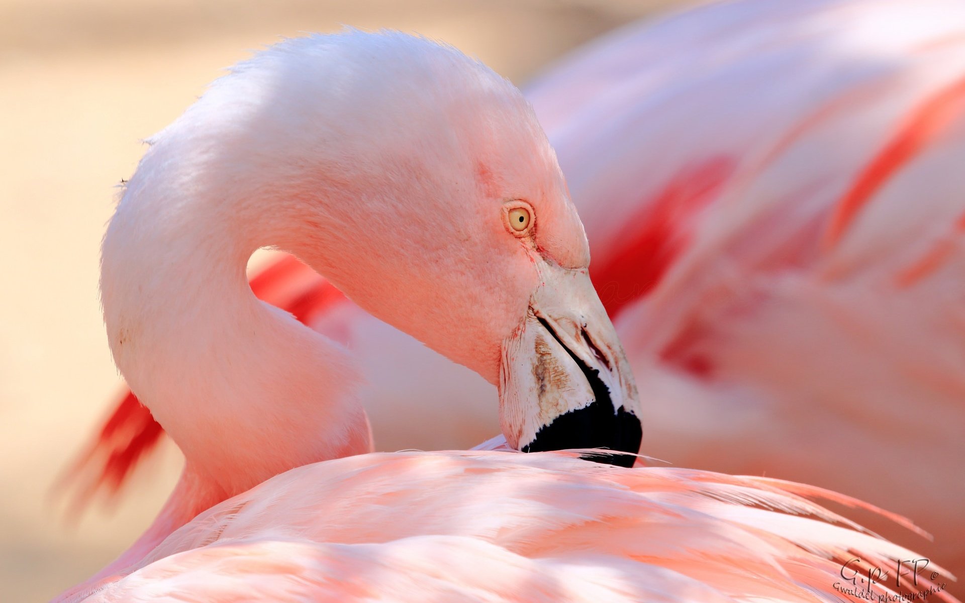 Обои фламинго, птица, клюв, перья, flamingo, bird, beak, feathers разрешение 2048x1365 Загрузить