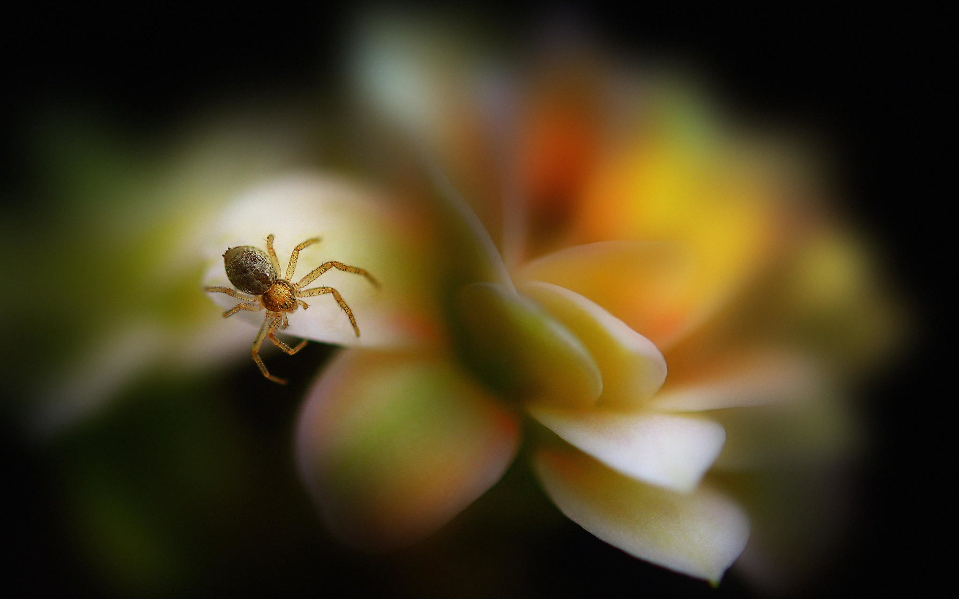 Обои макро, насекомое, цветок, лепестки, размытость, паук, паучок, antonio amati, macro, insect, flower, petals, blur, spider разрешение 2048x1556 Загрузить