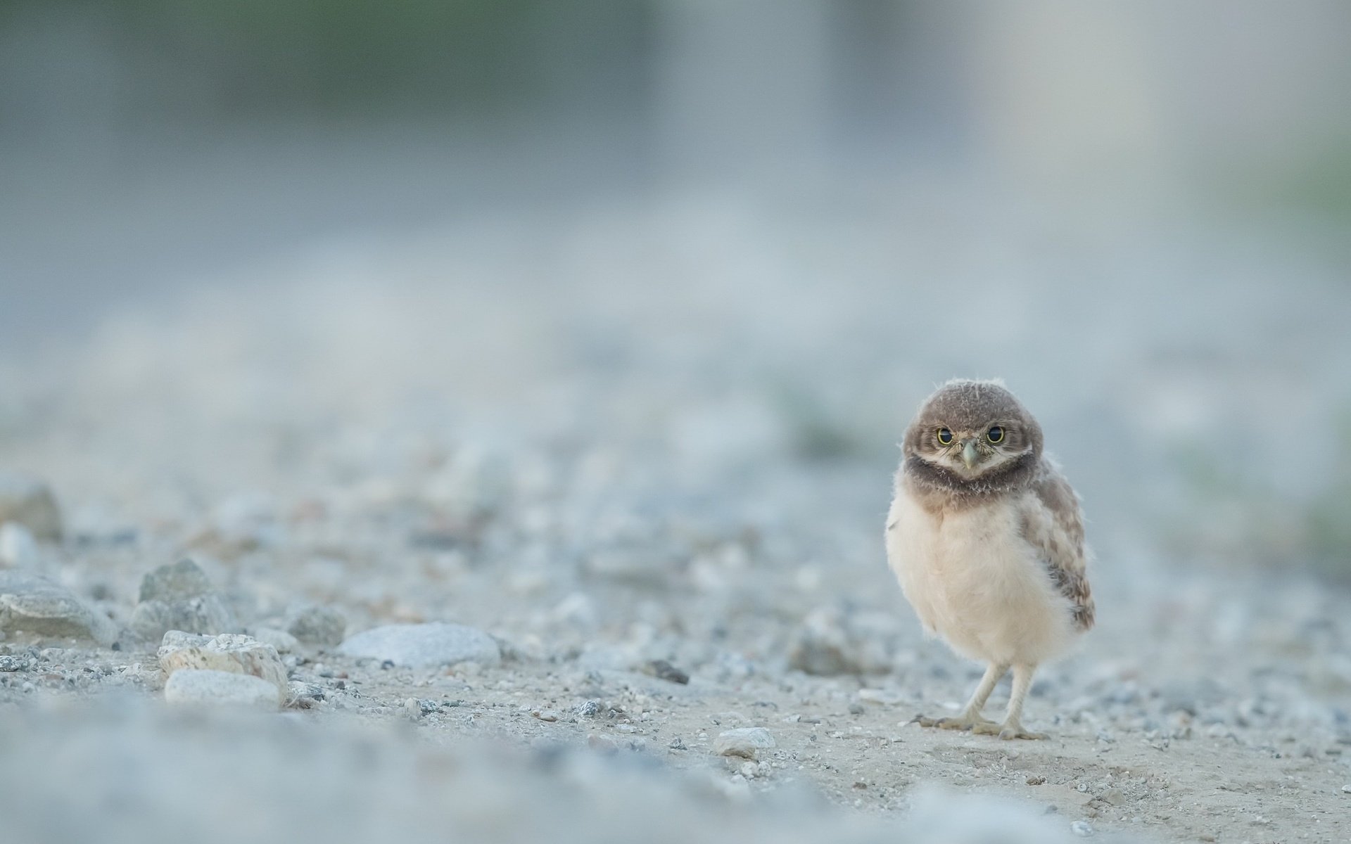 Обои сова, природа, птица, сыч, кроличий сыч, owl, nature, bird, burrowing owl разрешение 2048x1367 Загрузить