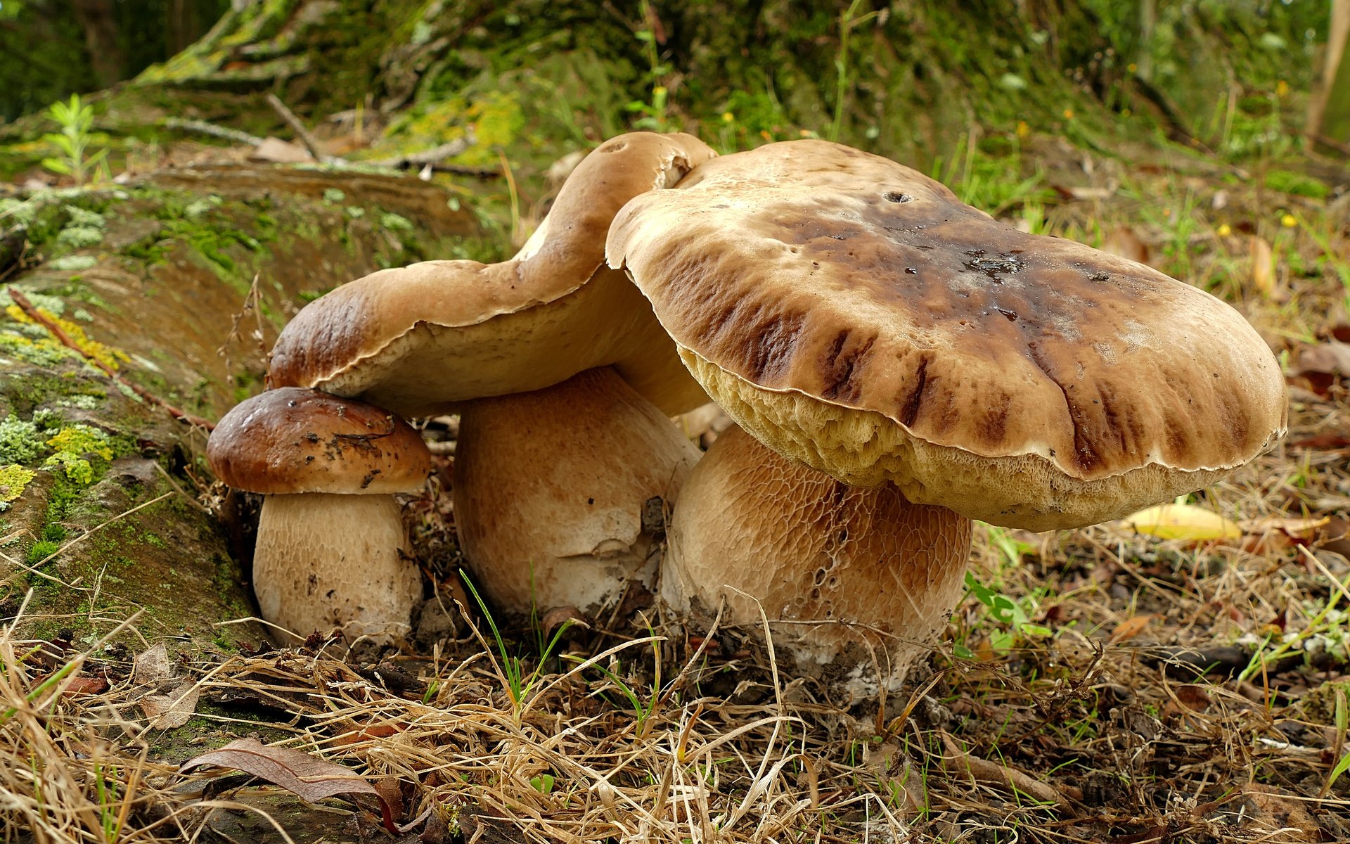 Обои трава, природа, грибы, белый гриб, grass, nature, mushrooms, white mushroom разрешение 4923x2976 Загрузить