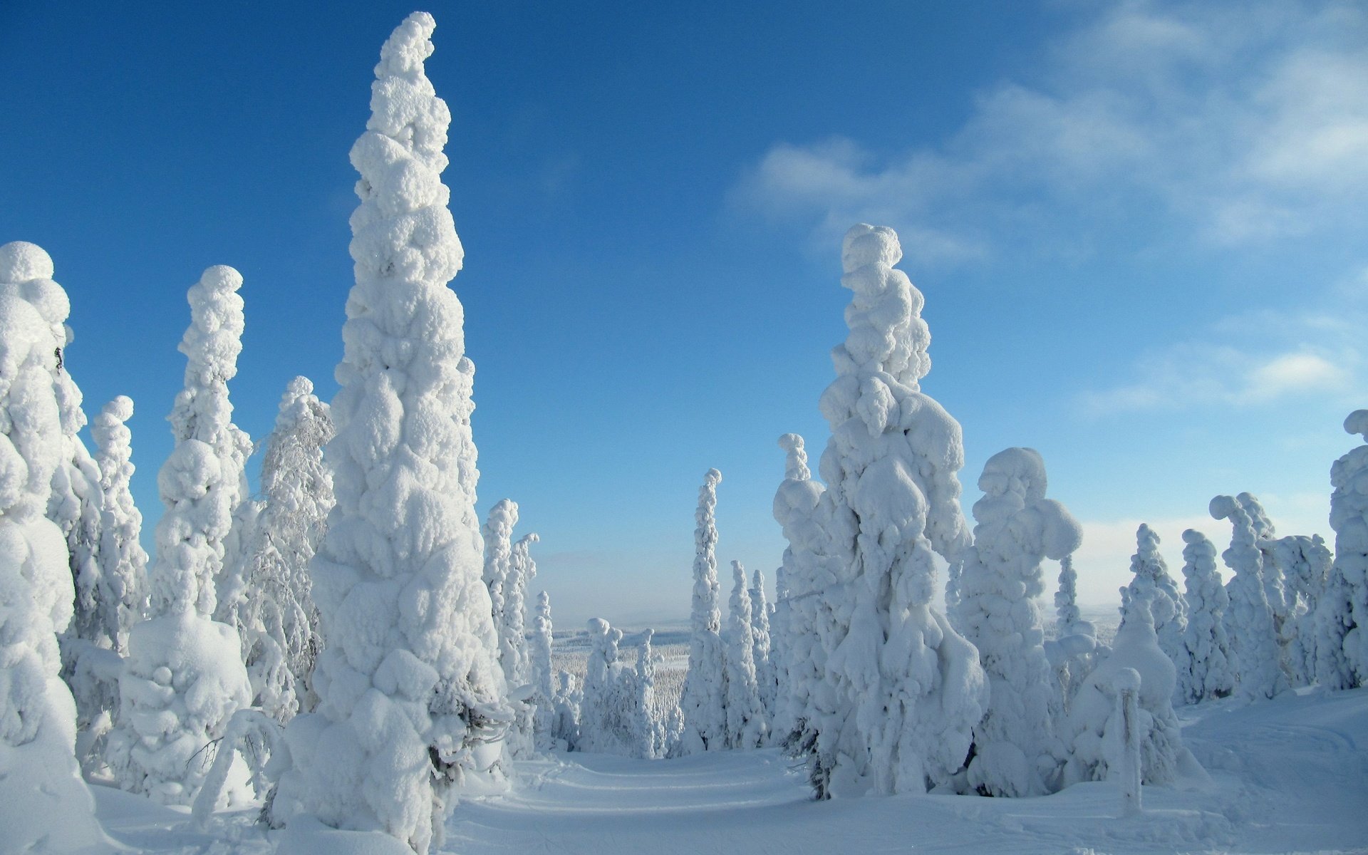 Обои небо, деревья, снег, природа, лес, зима, the sky, trees, snow, nature, forest, winter разрешение 3840x2400 Загрузить