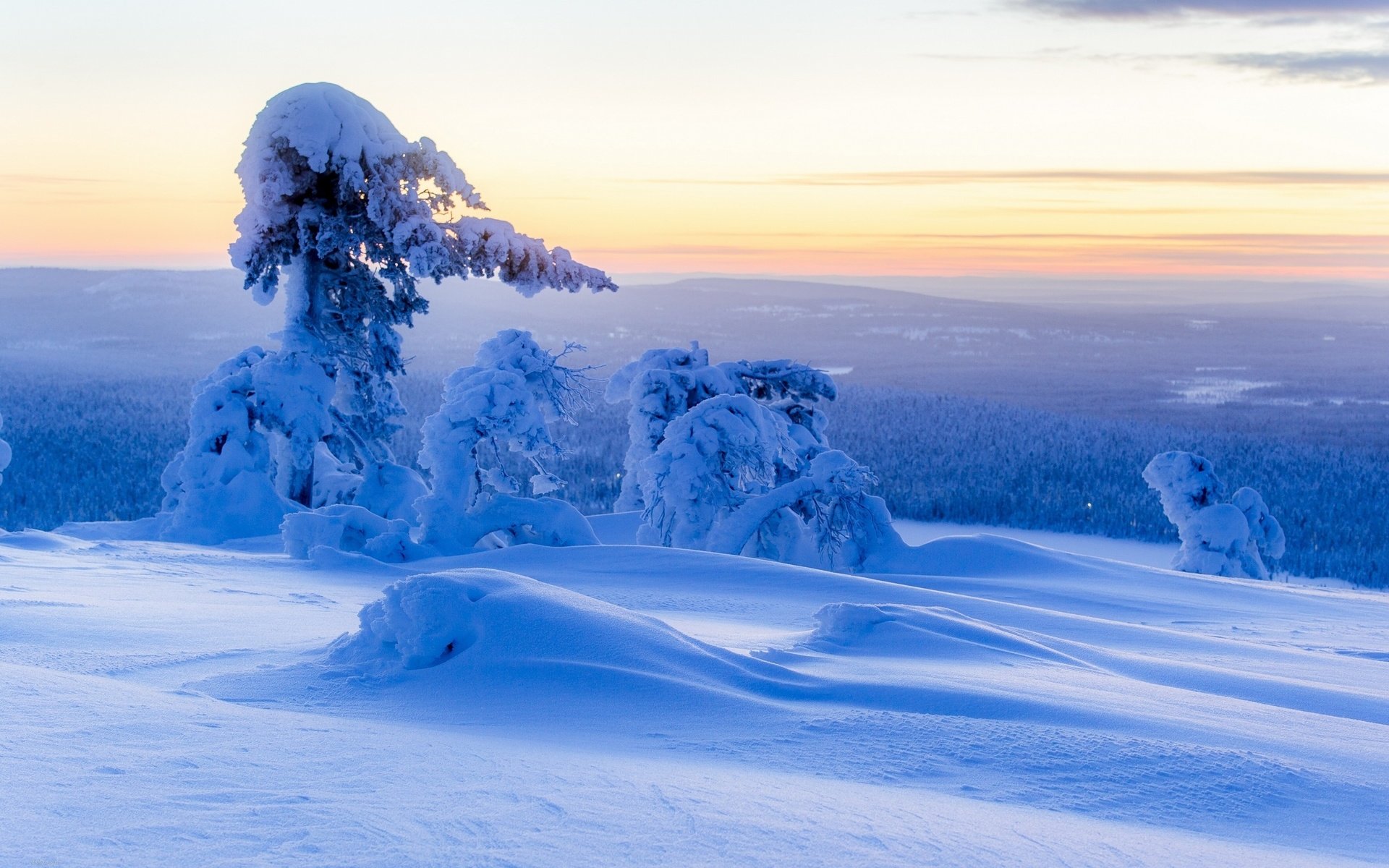 Обои небо, деревья, снег, природа, лес, зима, the sky, trees, snow, nature, forest, winter разрешение 2560x1600 Загрузить