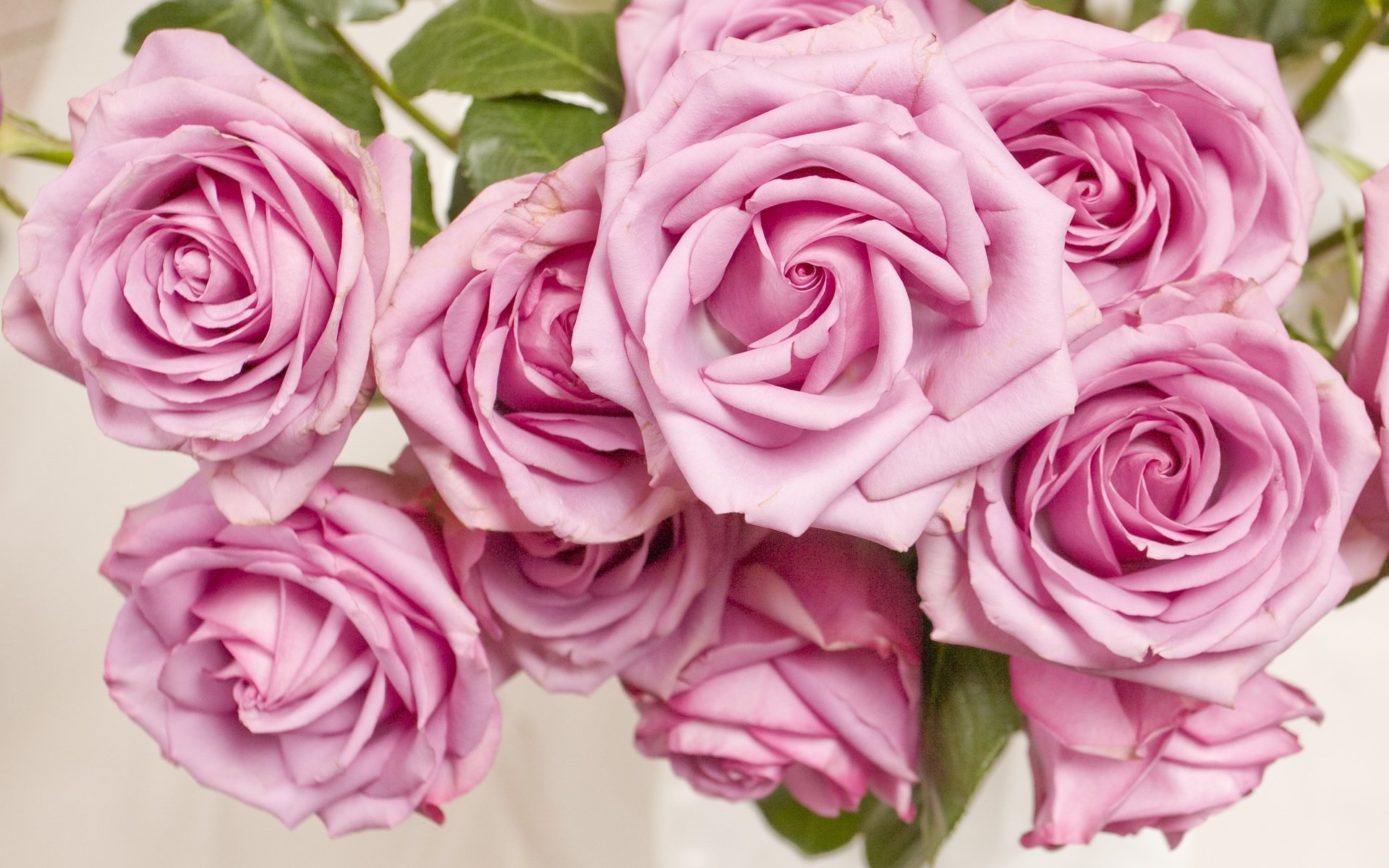 Обои цветы, розы, лепестки, розовые, flowers, roses, petals, pink разрешение 2665x1929 Загрузить