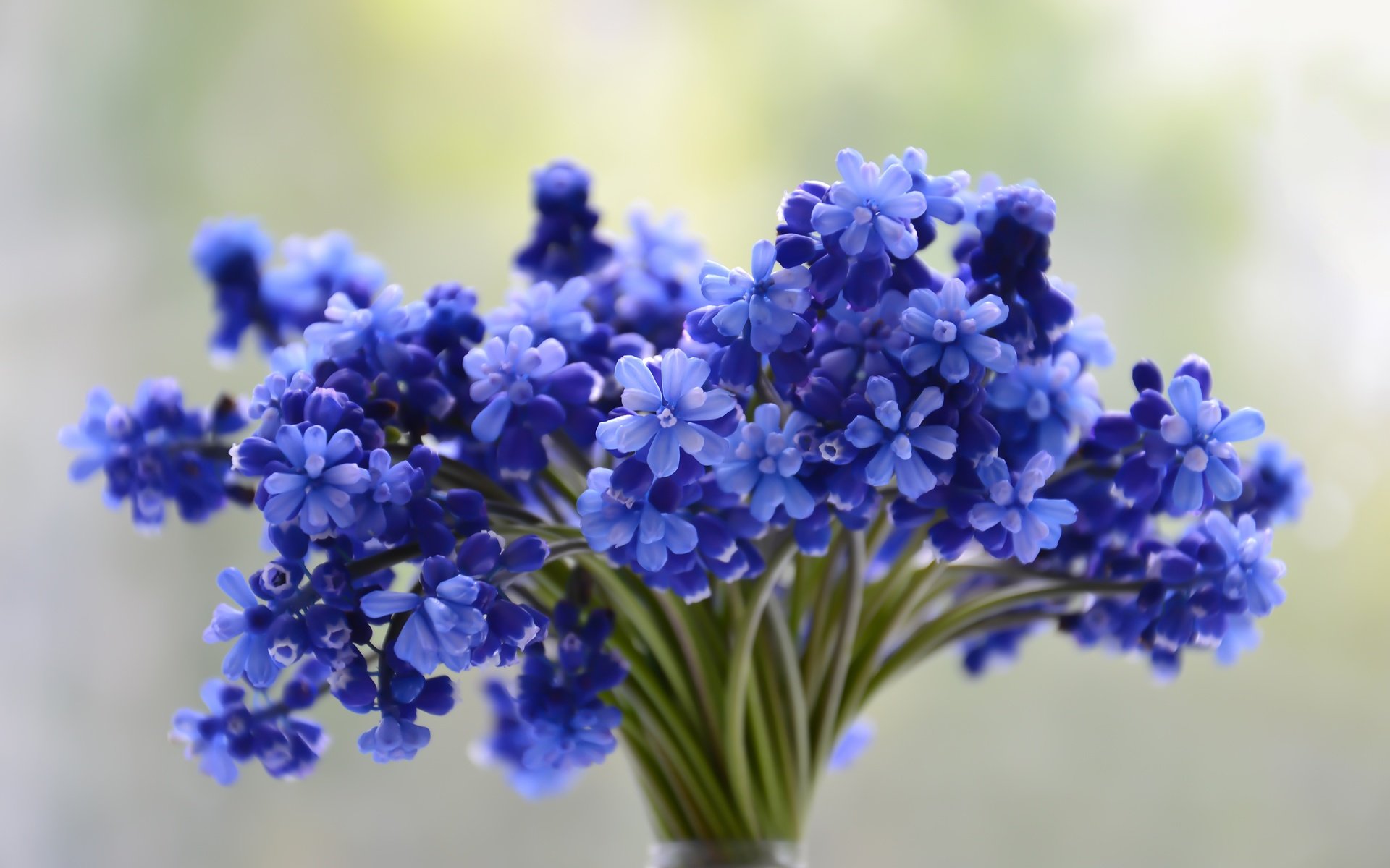 Обои цветы, букет, синие, flowers, bouquet, blue разрешение 4608x3072 Загрузить