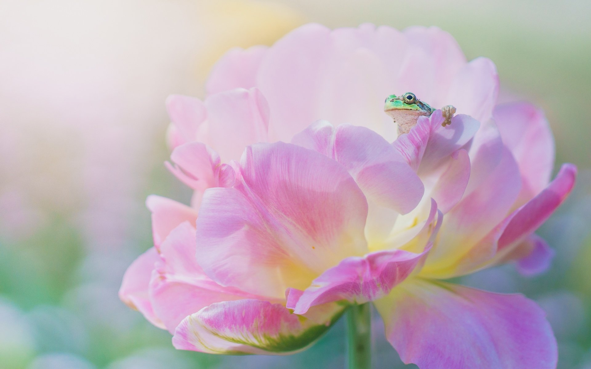Обои макро, цветок, лепестки, лягушка, розовый, macro, flower, petals, frog, pink разрешение 3840x2160 Загрузить