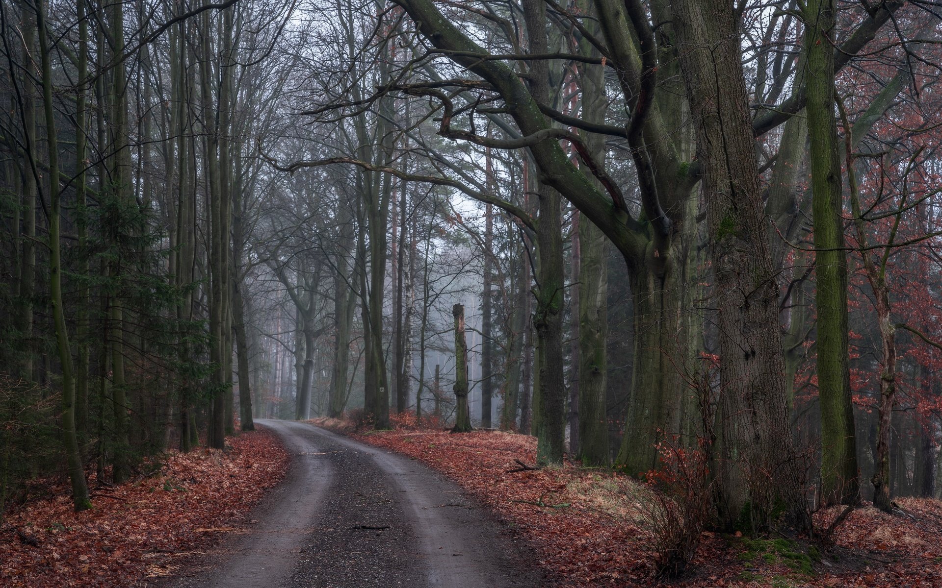 Обои дорога, деревья, природа, лес, листья, осень, road, trees, nature, forest, leaves, autumn разрешение 6000x4000 Загрузить