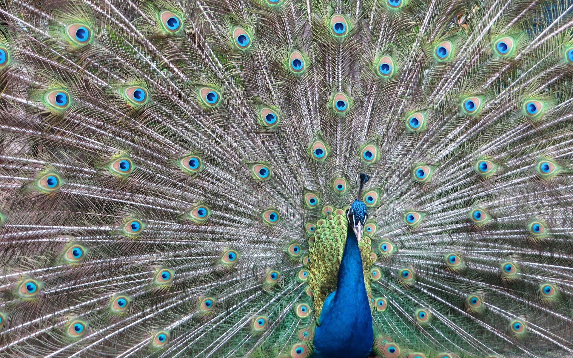 Обои павлин, peacock разрешение 4000x3000 Загрузить