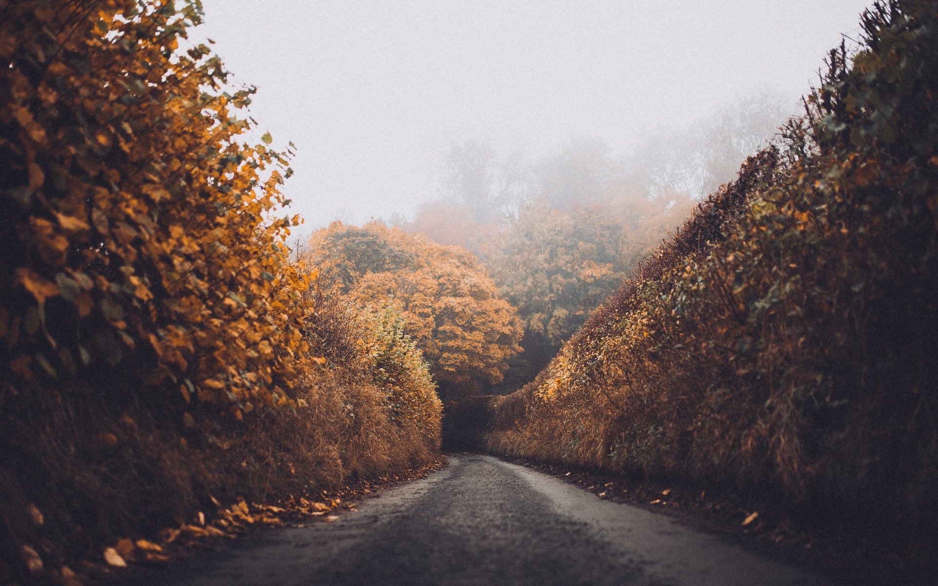 Обои дорога, лес, листья, пейзаж, туман, осень, road, forest, leaves, landscape, fog, autumn разрешение 5469x3646 Загрузить