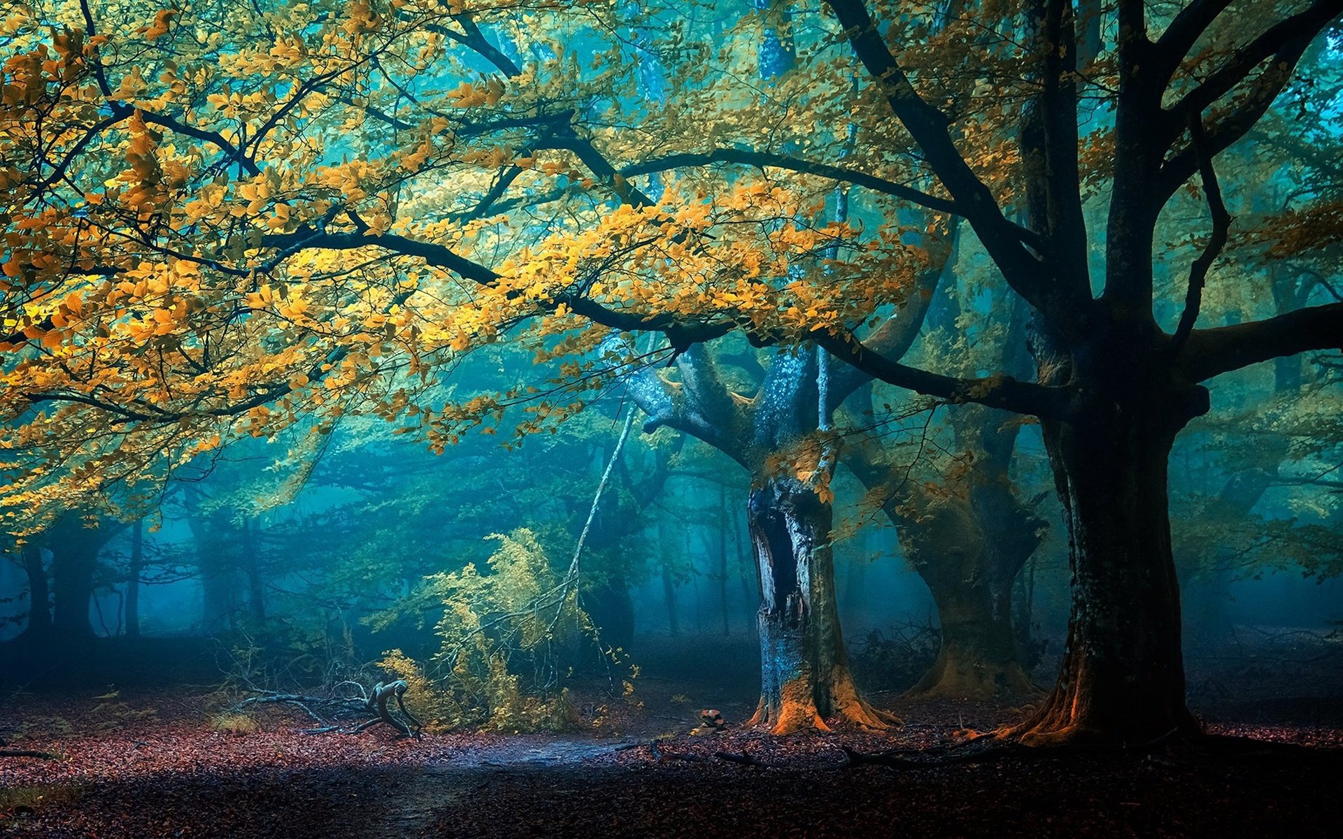 Обои деревья, лес, туман, осень, тропинка, trees, forest, fog, autumn, path разрешение 2048x1365 Загрузить