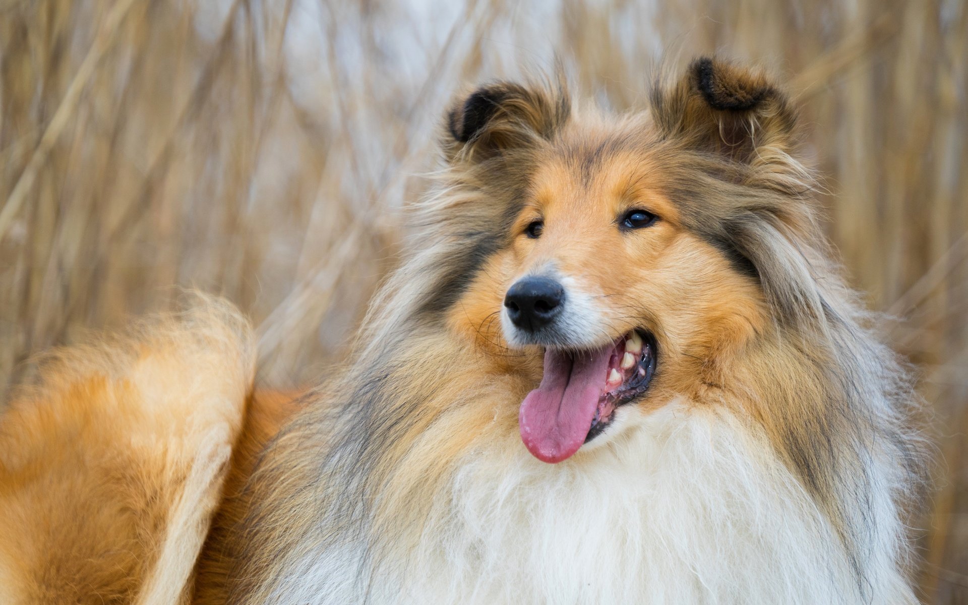 Обои морда, фон, собака, колли, face, background, dog, collie разрешение 5608x3739 Загрузить