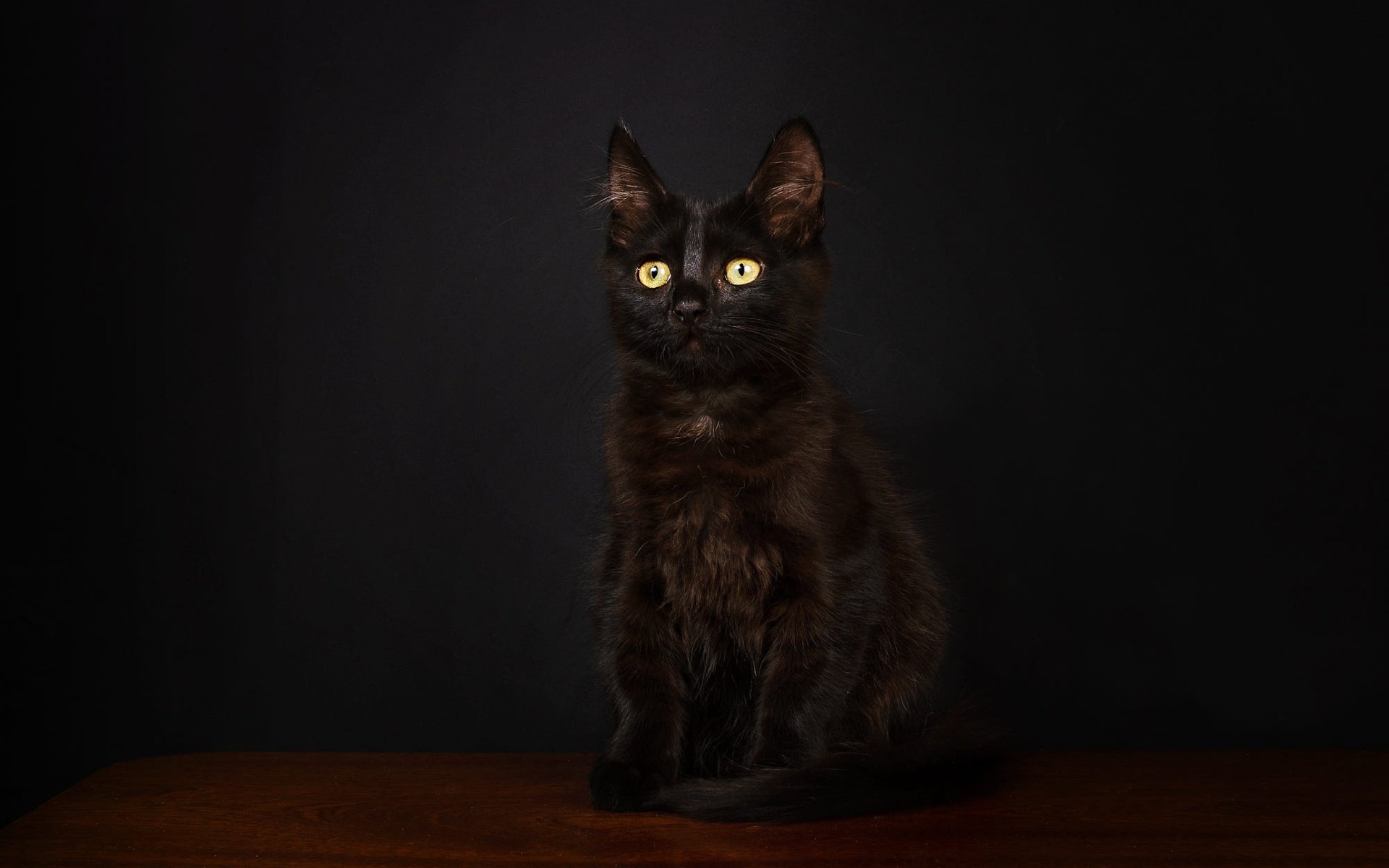 Обои поза, мордочка, взгляд, котенок, черный, сидит, темный фон, фотостудия, pose, muzzle, look, kitty, black, sitting, the dark background, studio разрешение 2000x1336 Загрузить