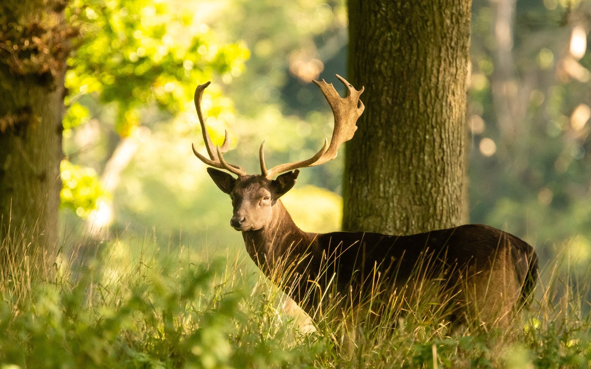 Обои свет, трава, дерево, лес, олень, лето, взгляд, боке, light, grass, tree, forest, deer, summer, look, bokeh разрешение 2048x1365 Загрузить