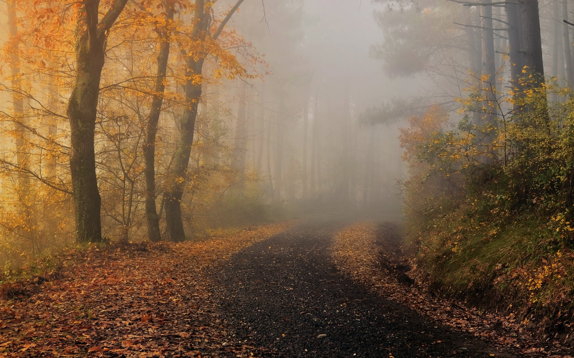 Обои туман, осень, fog, autumn разрешение 3840x2160 Загрузить