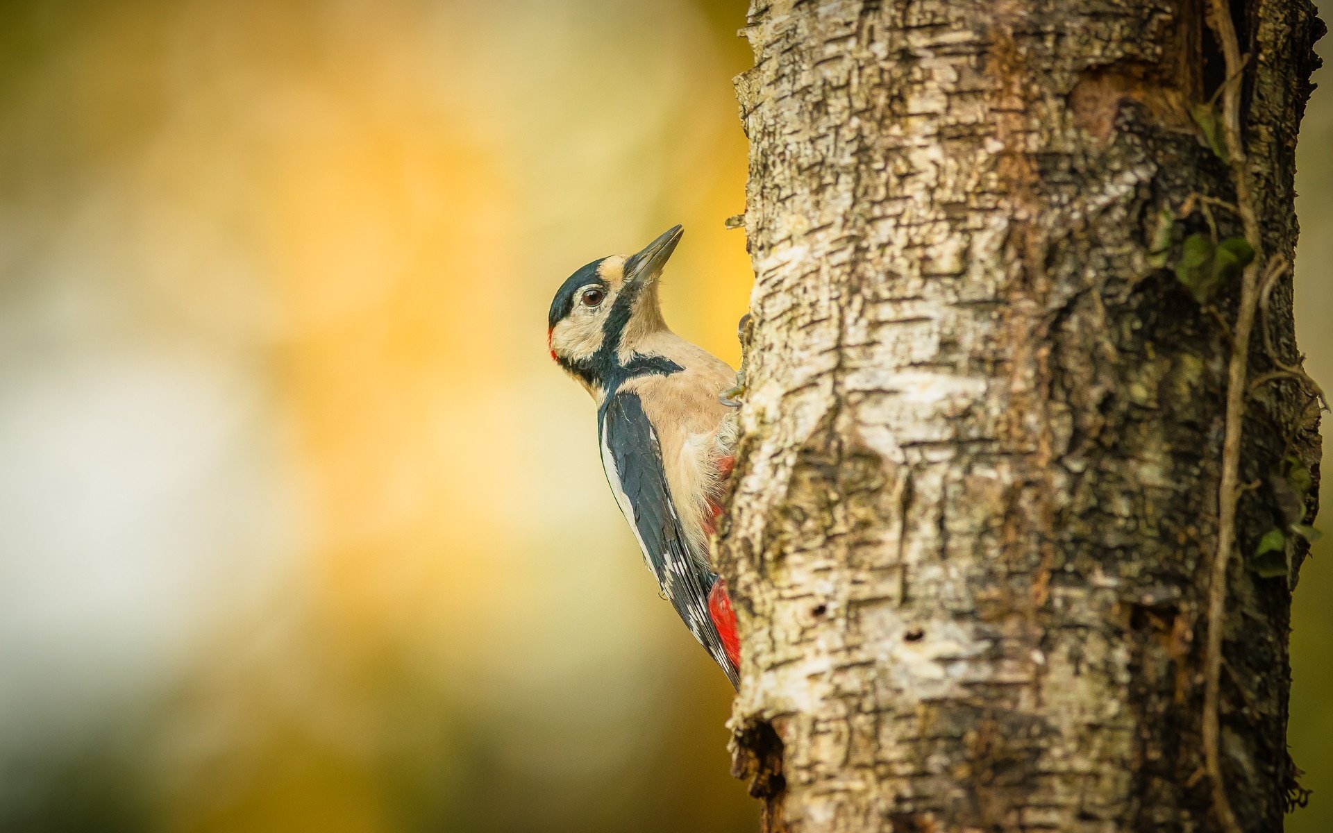 Обои дерево, птица, дятел, tree, bird, woodpecker разрешение 1920x1280 Загрузить