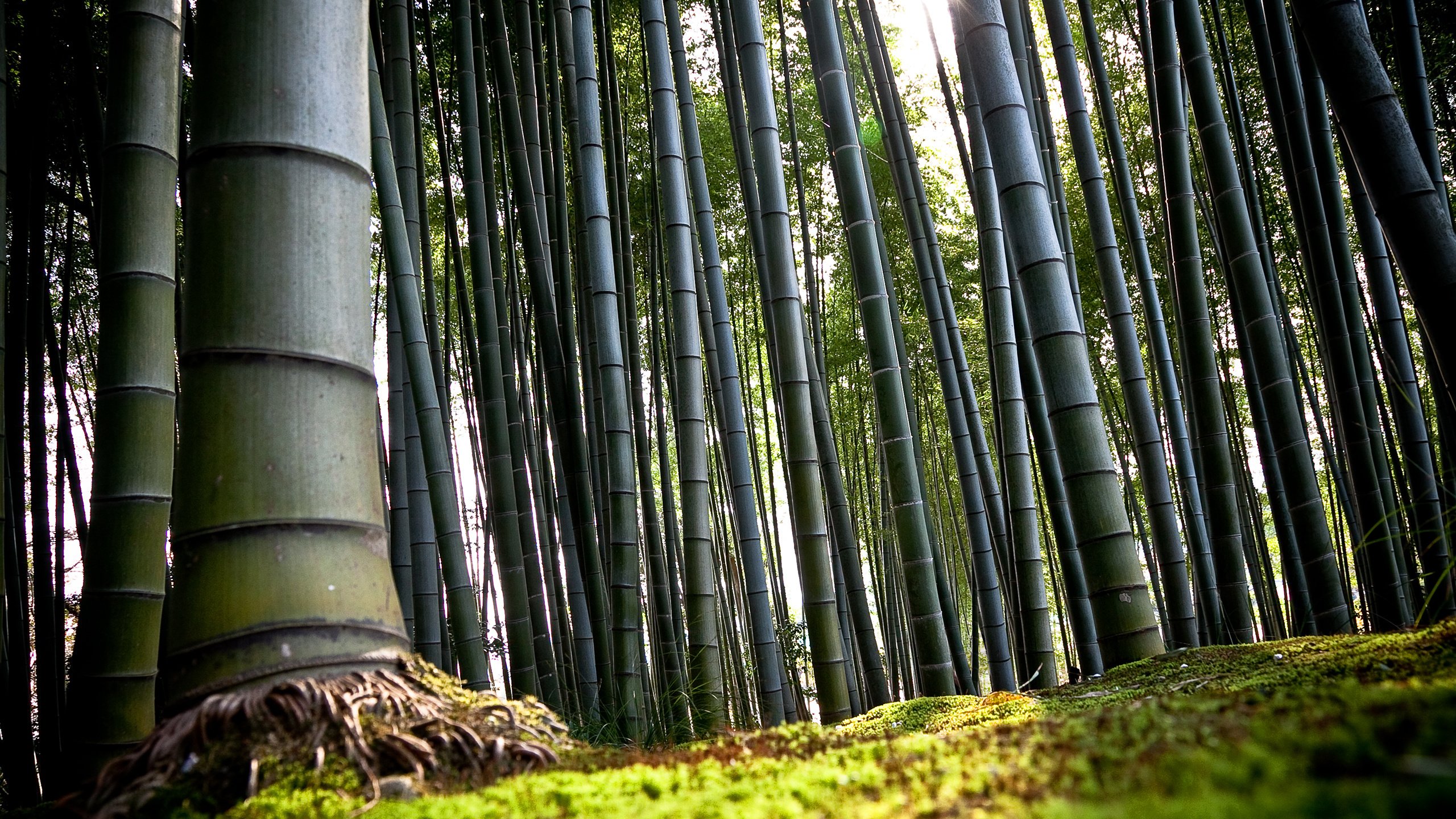 Обои япония, киото, бамбук, japan, kyoto, bamboo разрешение 2560x1600 Загрузить