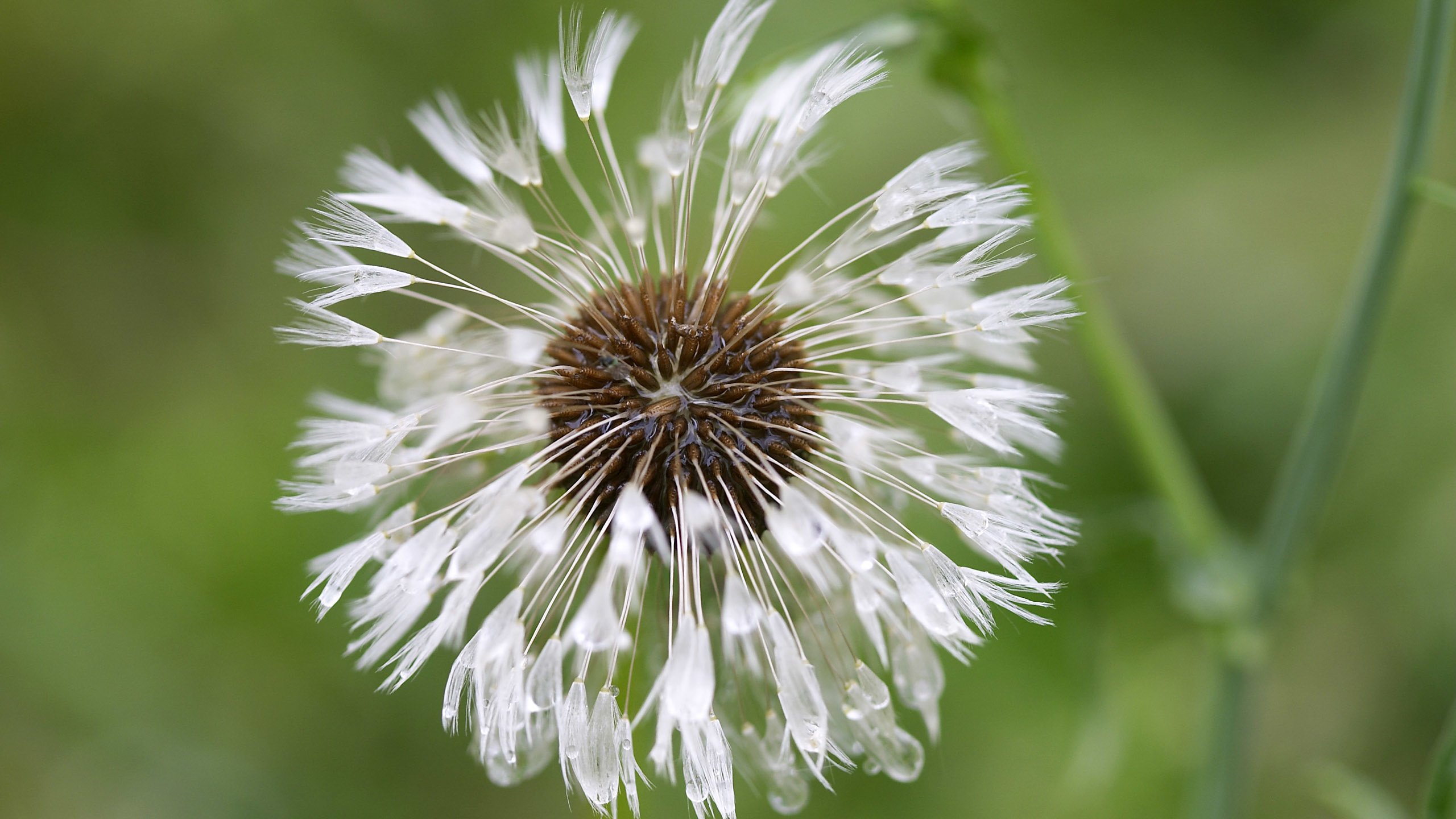 Обои цветок, капли, одуванчик, пушинки, былинки, flower, drops, dandelion, fuzzes, blade разрешение 2560x1600 Загрузить