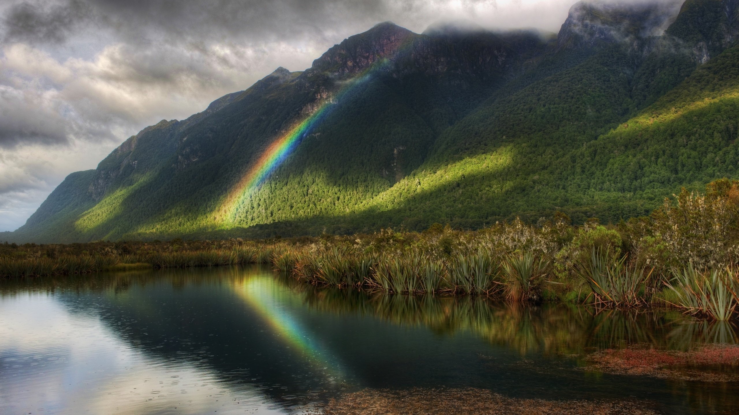 Обои деревья, радуга, водоем, дождь, trees, rainbow, pond, rain разрешение 2560x1600 Загрузить