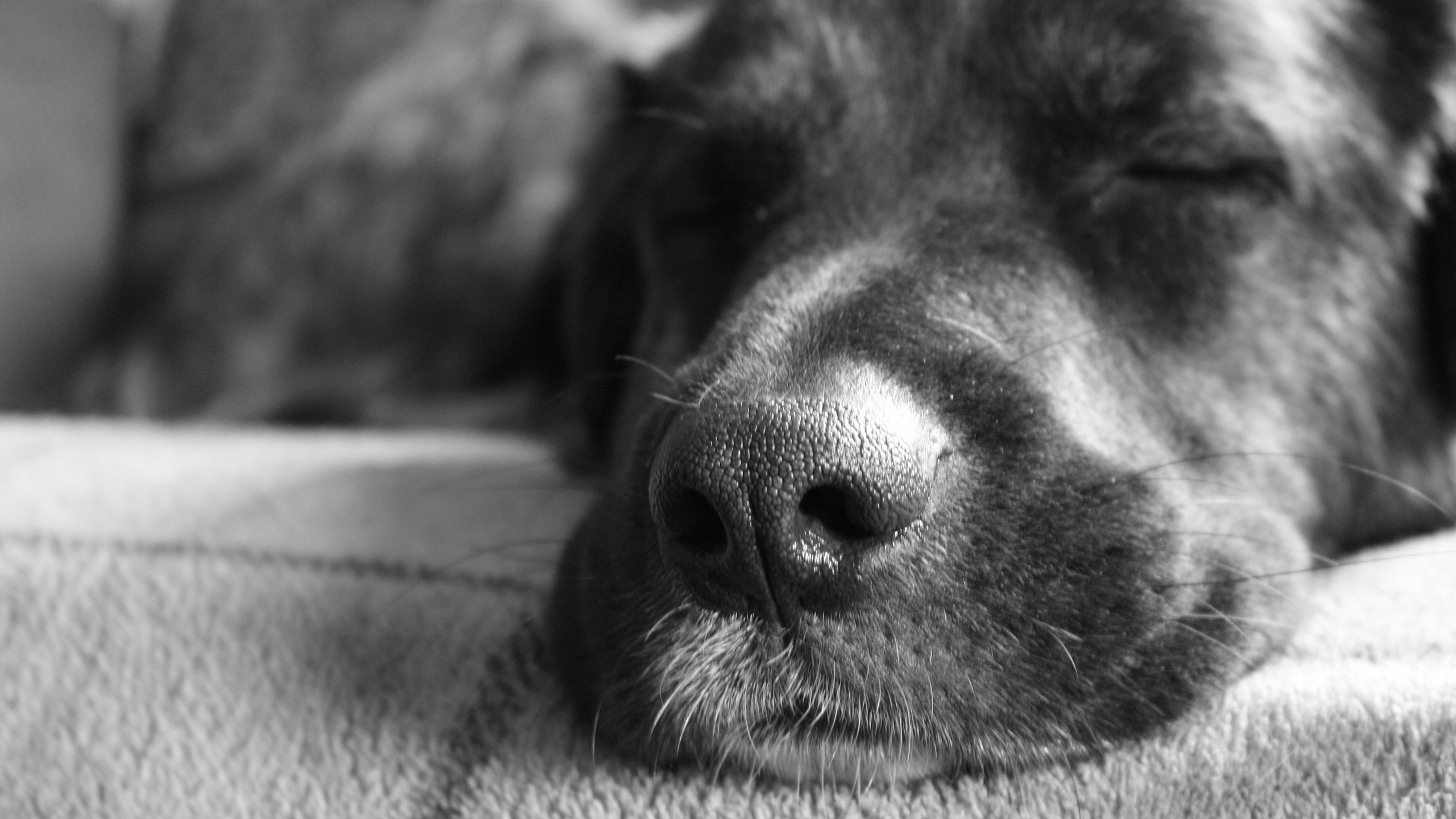 Обои морда, чёрно-белое, собака, спит, друг, нос, face, black and white, dog, sleeping, each, nose разрешение 2560x1600 Загрузить