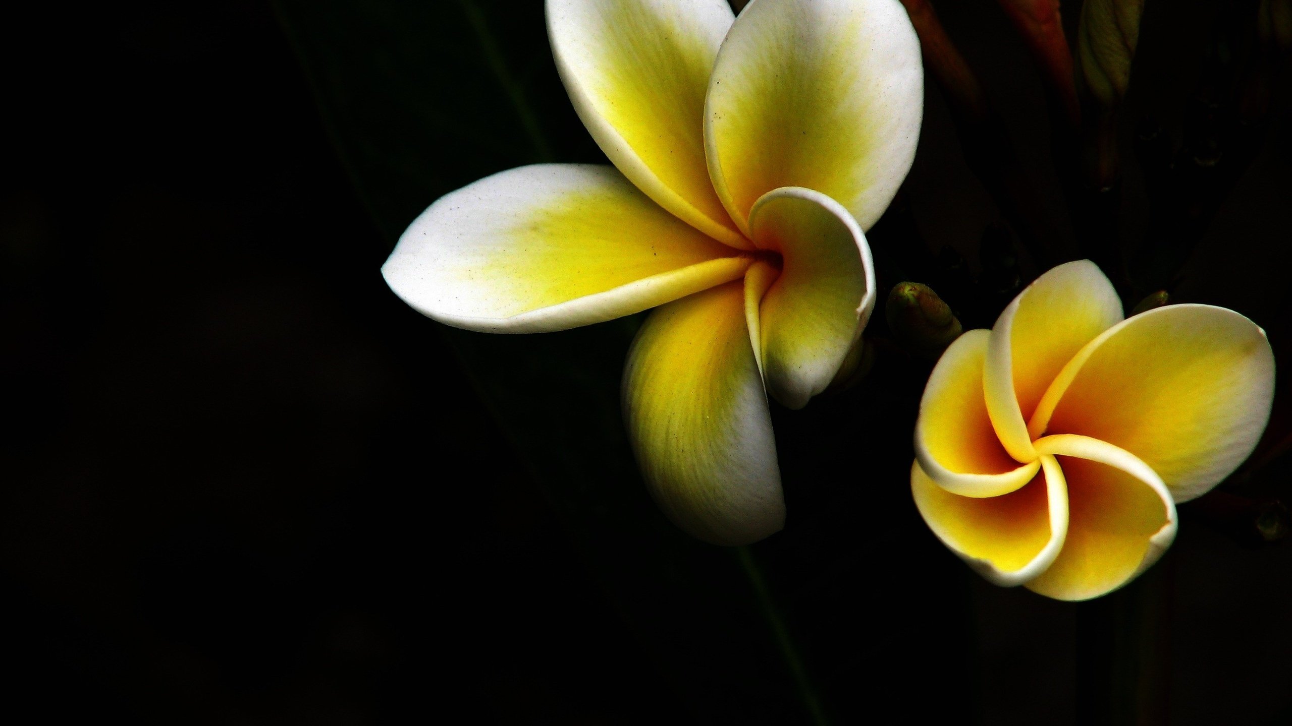 Обои макро, лепестки, бело-желтый, тропический цветок, macro, petals, white-yellow, tropical flower разрешение 2816x2112 Загрузить