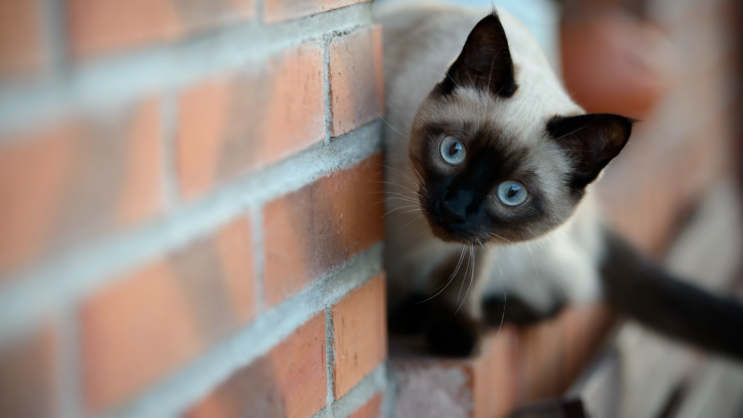 Обои кошка, стена, котенок, кирпич, сиамская, cat, wall, kitty, brick, siamese разрешение 2560x1600 Загрузить