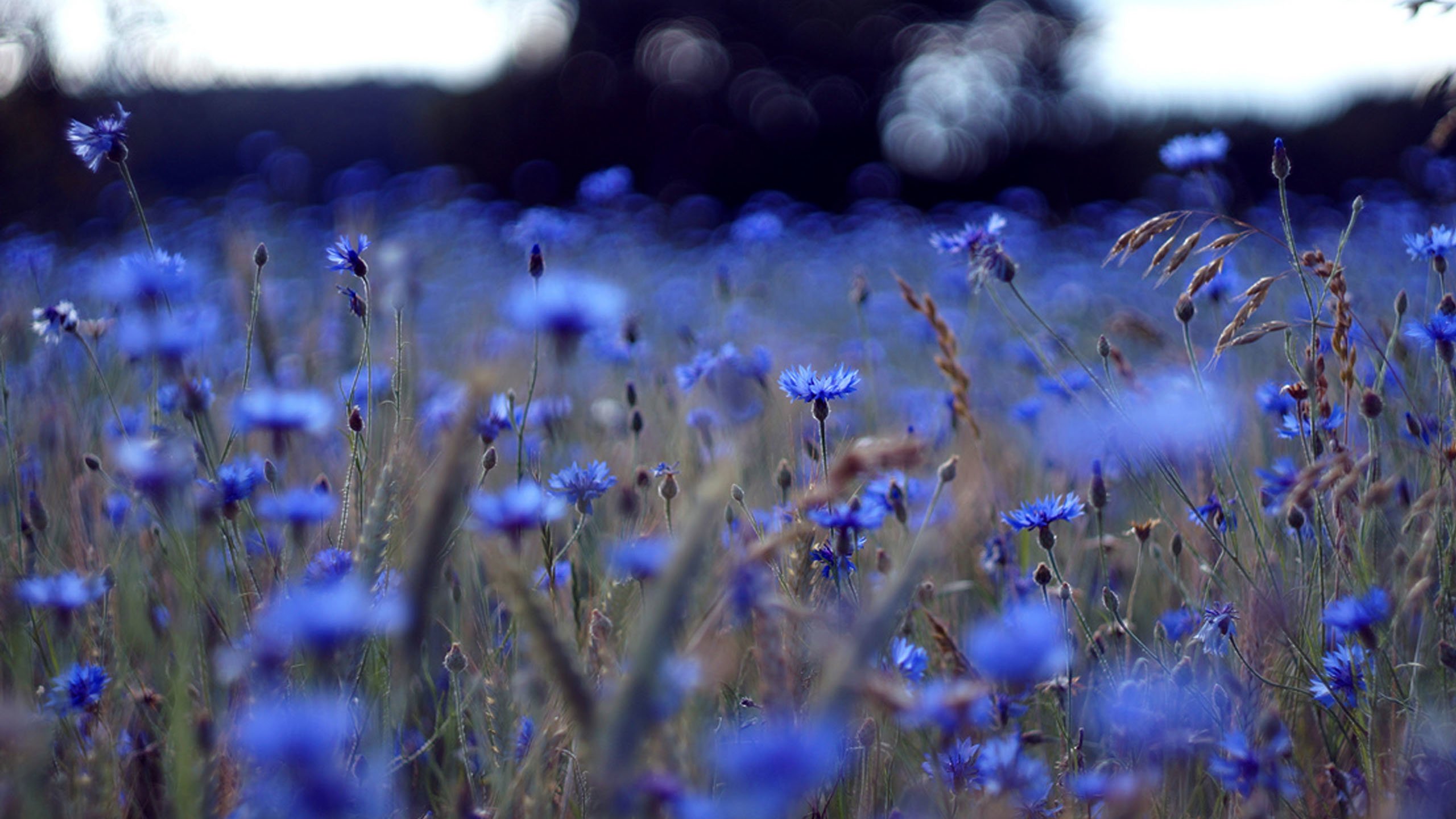 Обои поле, синее, васильки, field, blue, cornflowers разрешение 2560x1600 Загрузить