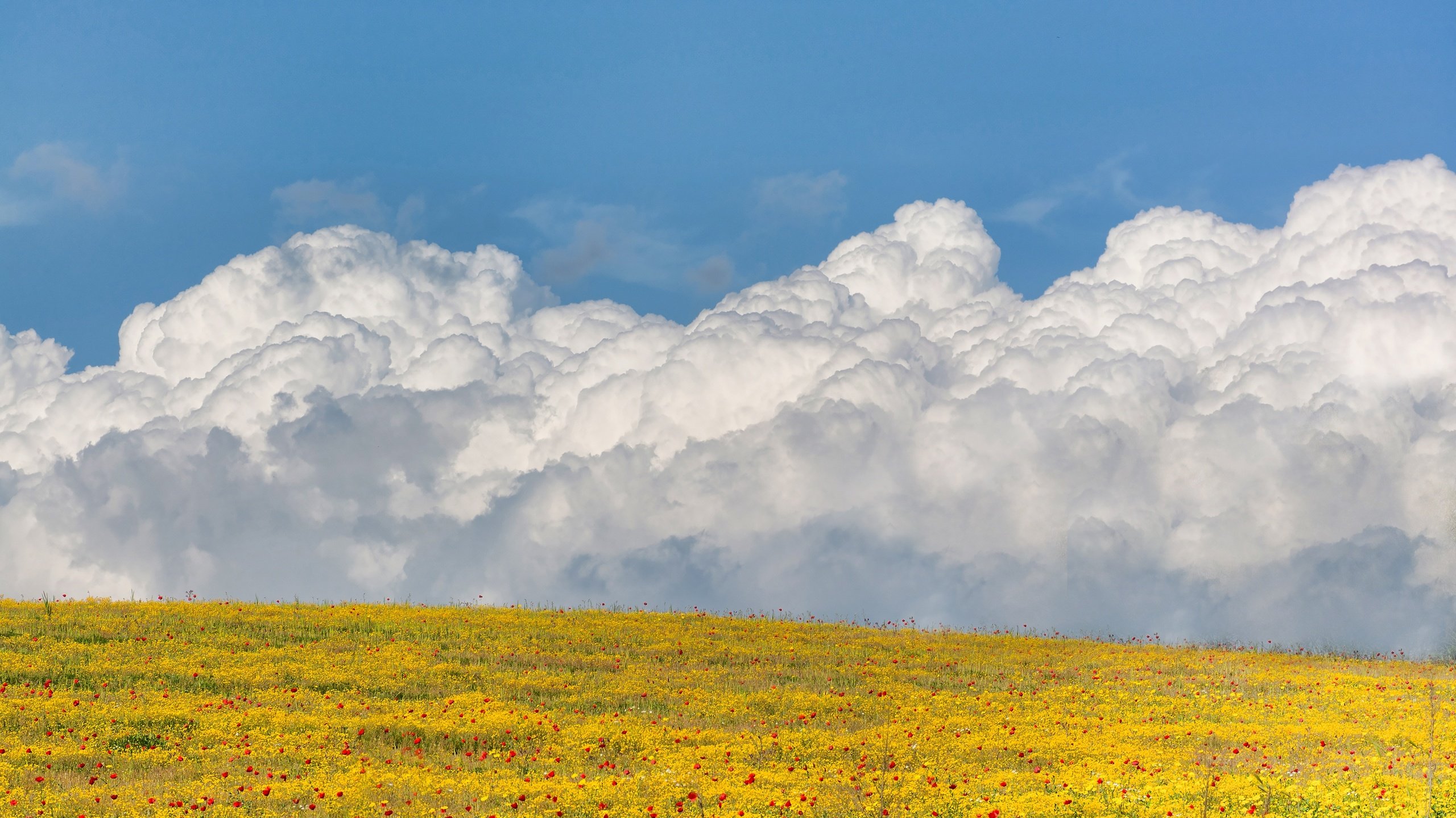 Обои небо, цветы, облака, поле, the sky, flowers, clouds, field разрешение 3000x2000 Загрузить