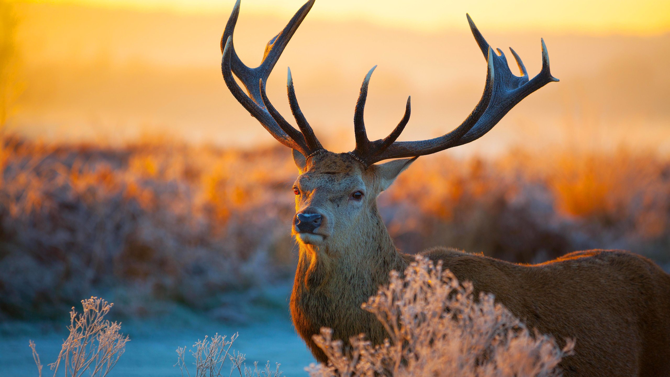 Обои растения, олень, закат, иней, рога, plants, deer, sunset, frost, horns разрешение 5616x3744 Загрузить