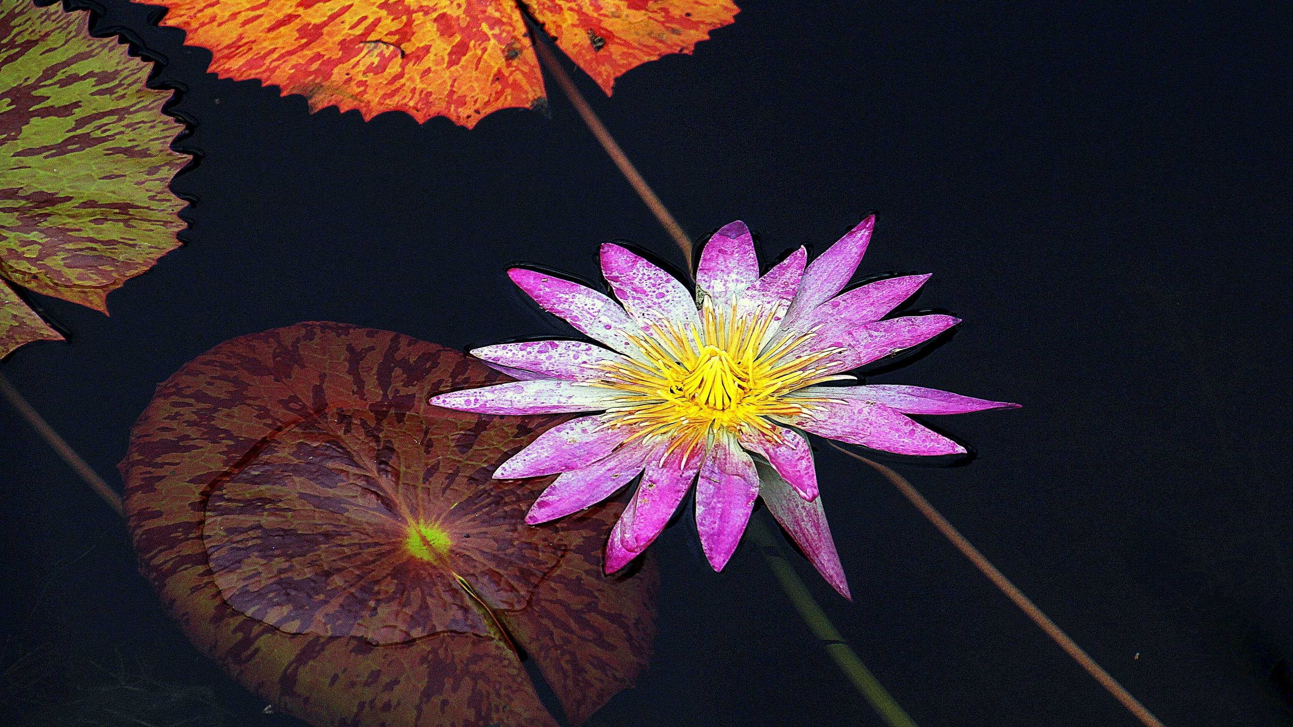 Обои цветок, флора, водяная лилия, водная лилия, flower, flora, water lily разрешение 2880x2127 Загрузить