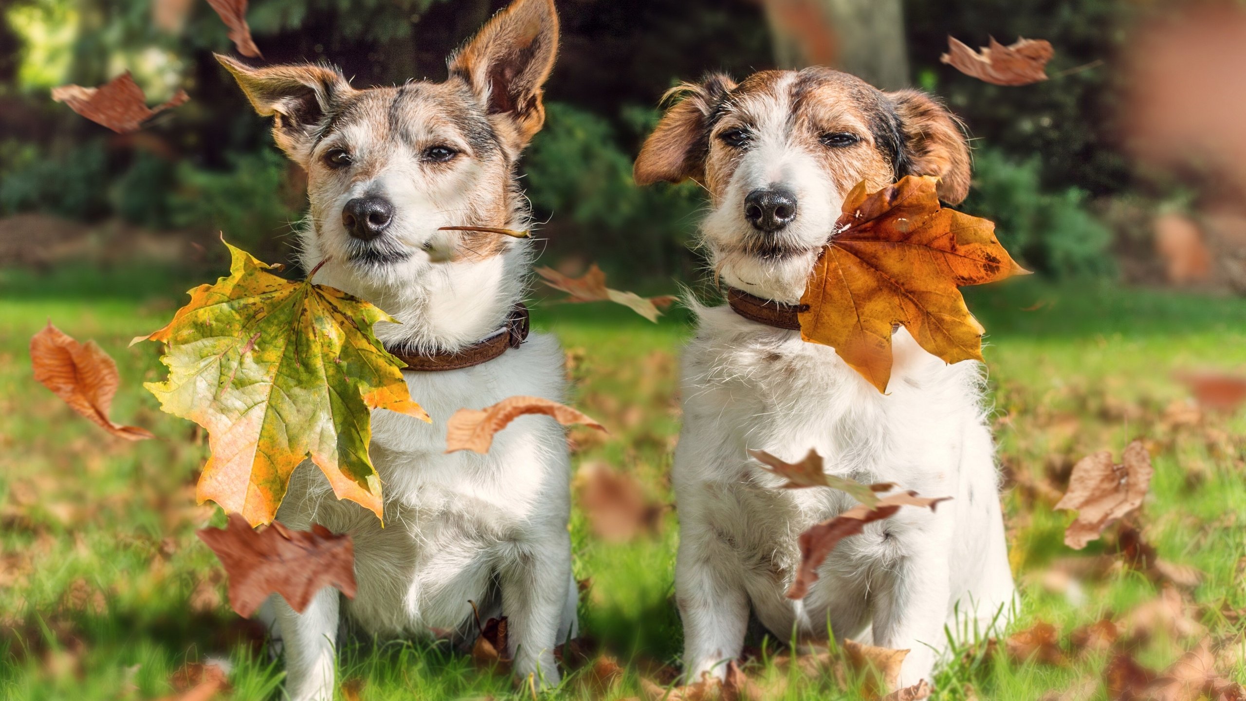 Обои листья, осень, парочка, собаки, джек-рассел-терьер, leaves, autumn, a couple, dogs, jack russell terrier разрешение 3600x2700 Загрузить