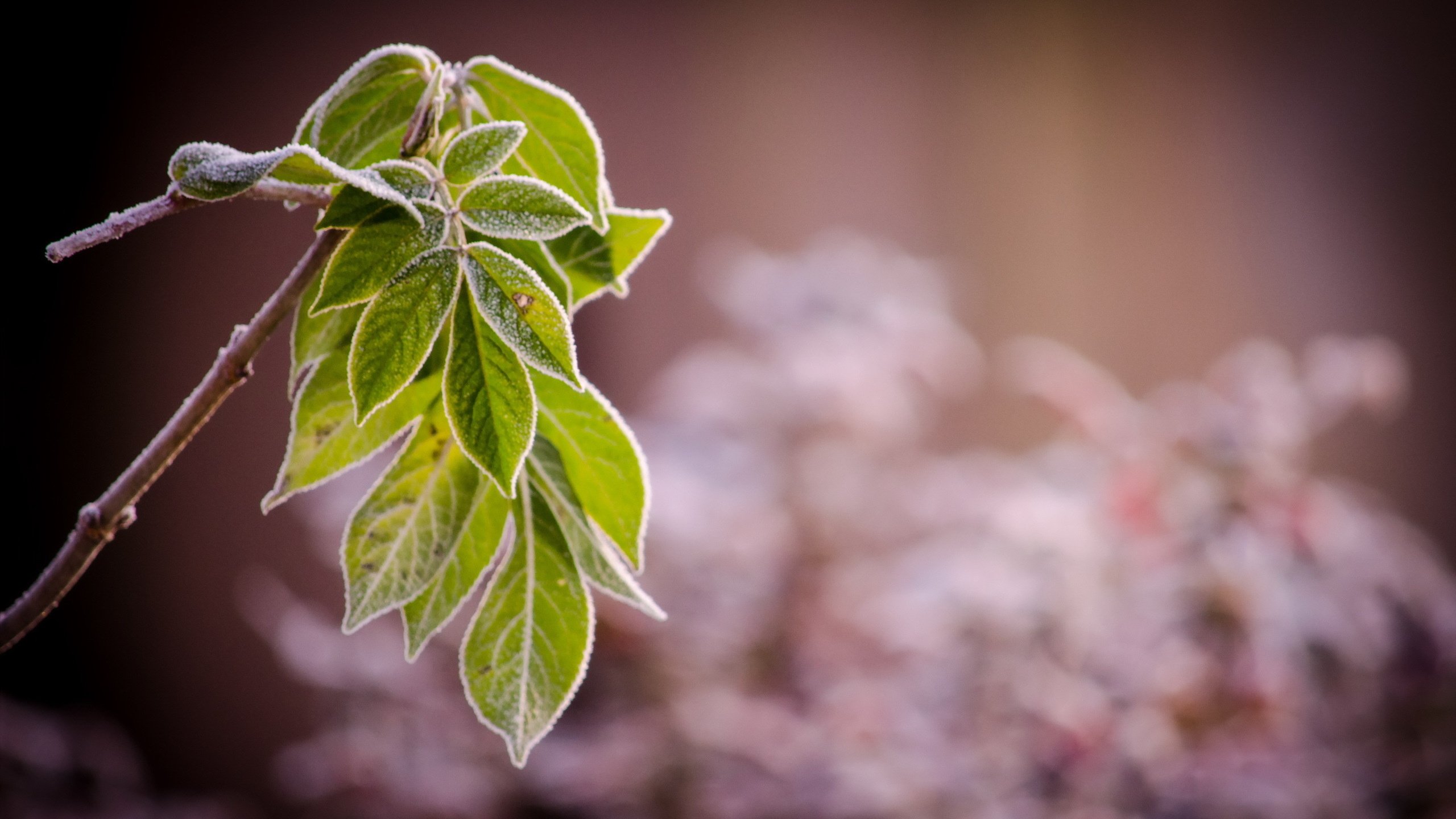 Обои ветка, природа, листья, иней, branch, nature, leaves, frost разрешение 2560x1600 Загрузить