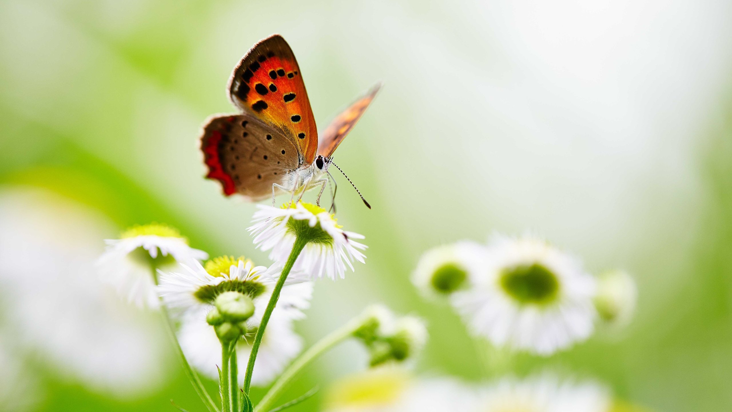 Обои цветы, насекомое, бабочка, крылья, боке, flowers, insect, butterfly, wings, bokeh разрешение 5760x3840 Загрузить