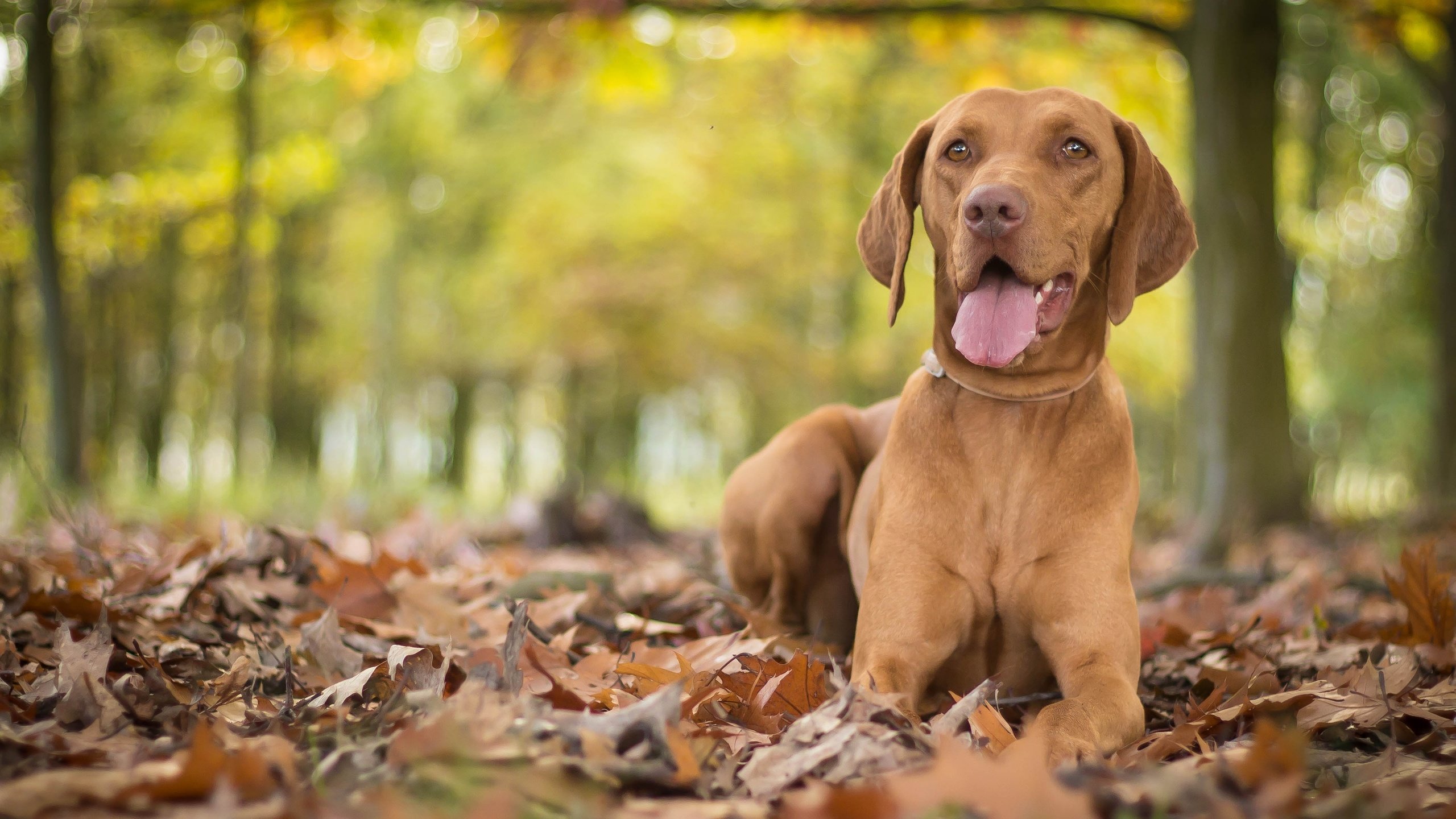 Обои листья, осень, собака, язык, боке, выжла, leaves, autumn, dog, language, bokeh, vizslas разрешение 3805x2325 Загрузить