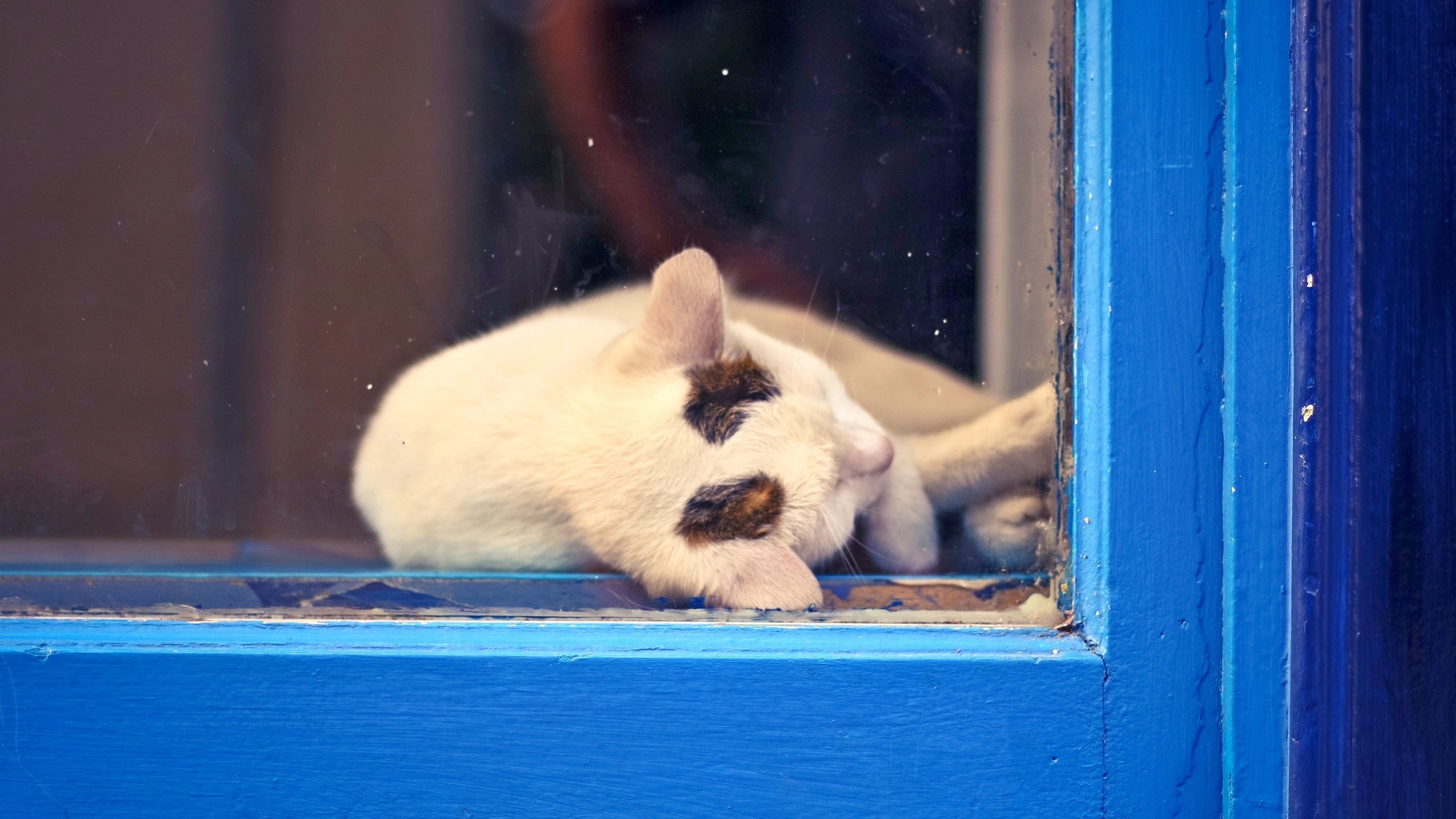 Обои кот, кошка, отдых, окно, cat, stay, window разрешение 2880x1920 Загрузить