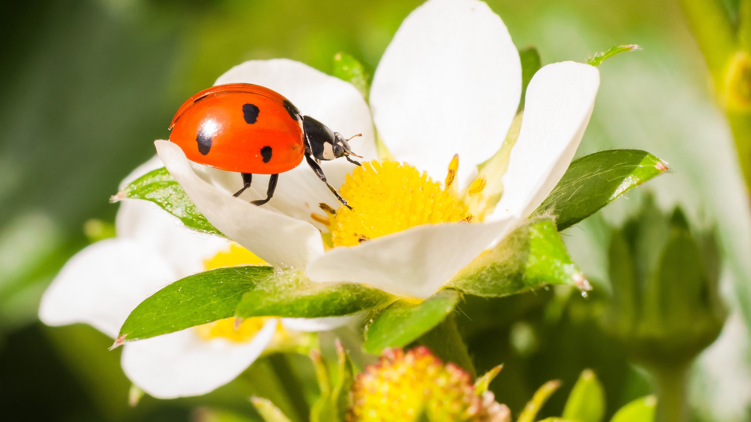 Обои жук, макро, насекомое, цветок, клубника, божья коровка, beetle, macro, insect, flower, strawberry, ladybug разрешение 3785x2514 Загрузить